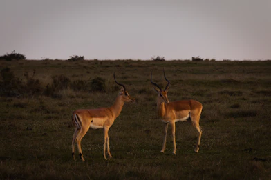 Two antelope standing in a grassy field at dusk