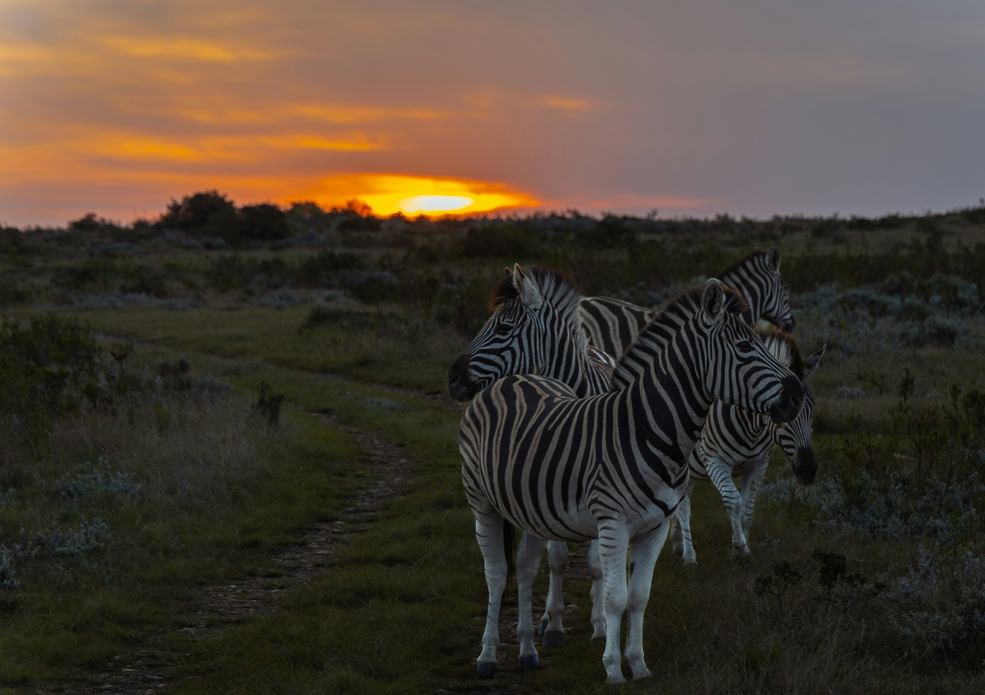 Ngorongoro crater floor with zebra herd, dusty atmosphere, warm evening light, dark foreground