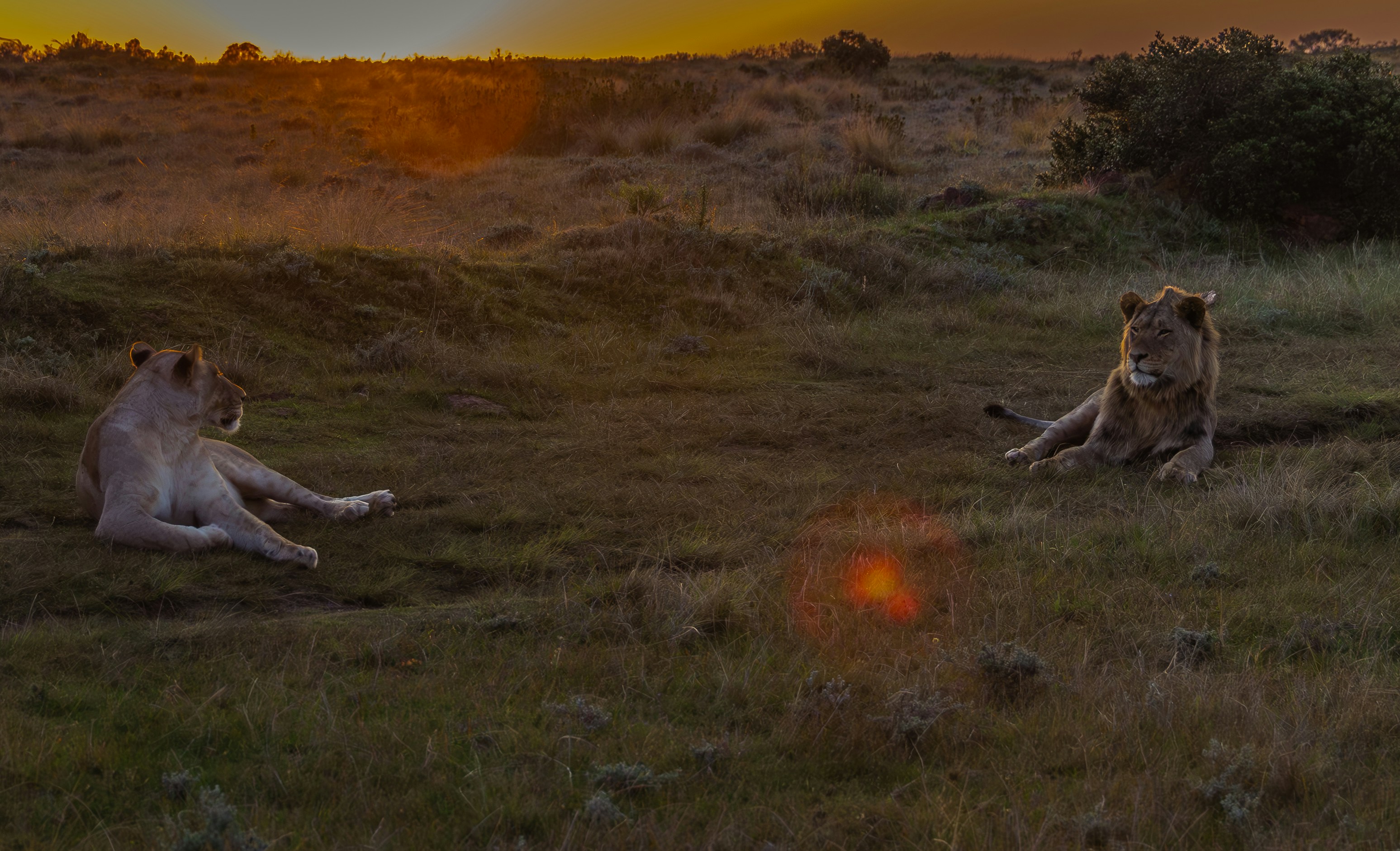 Lion pride resting in golden grass at sunset during Big Five safari game drive