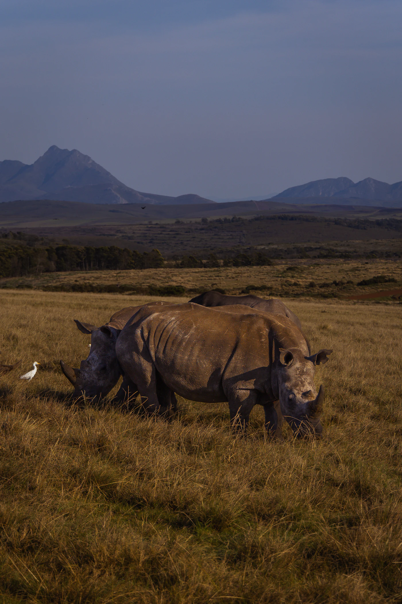 A rhino and a bird sharing the same stretch of ground