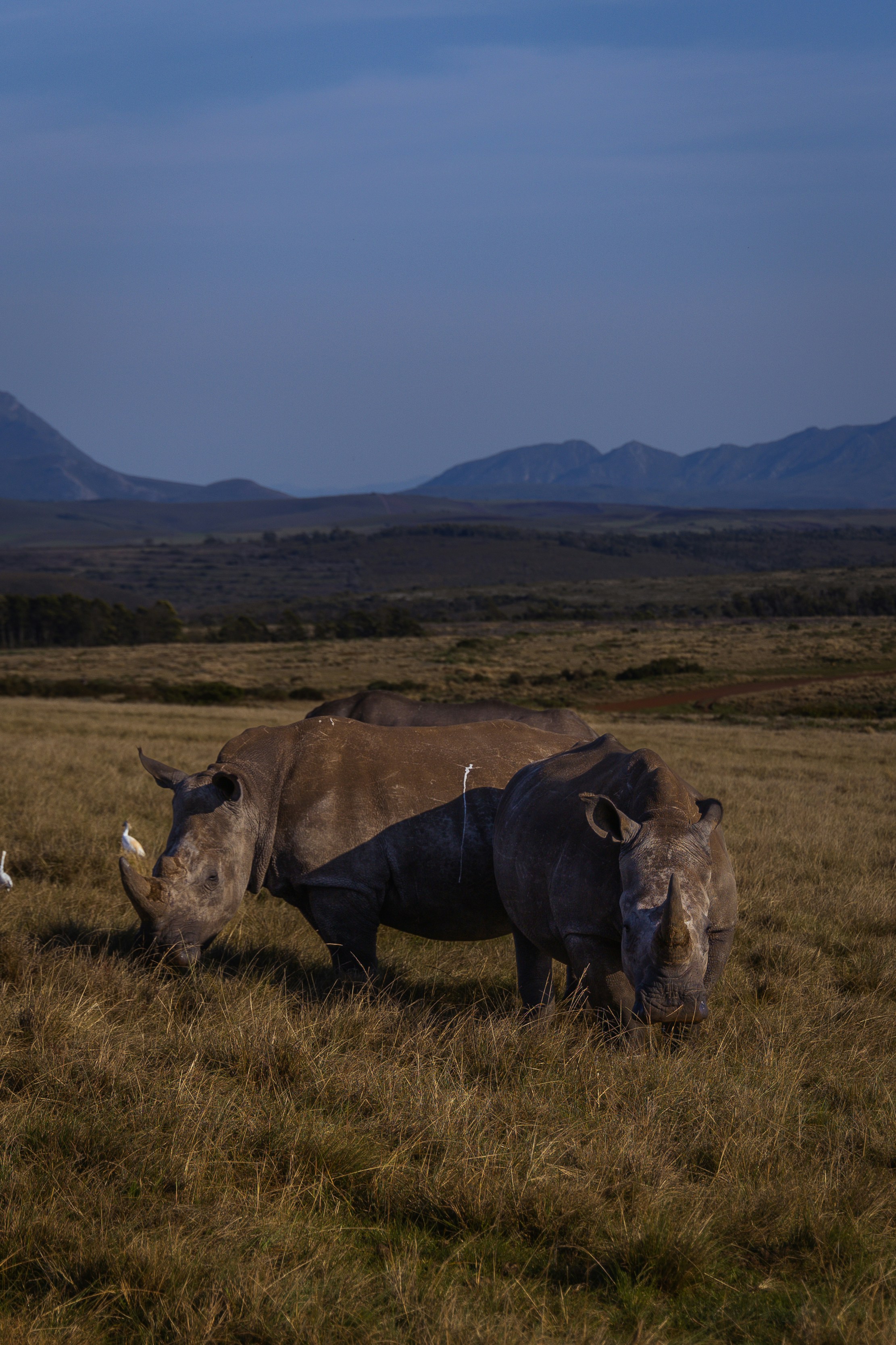 A rhino in the savannah.