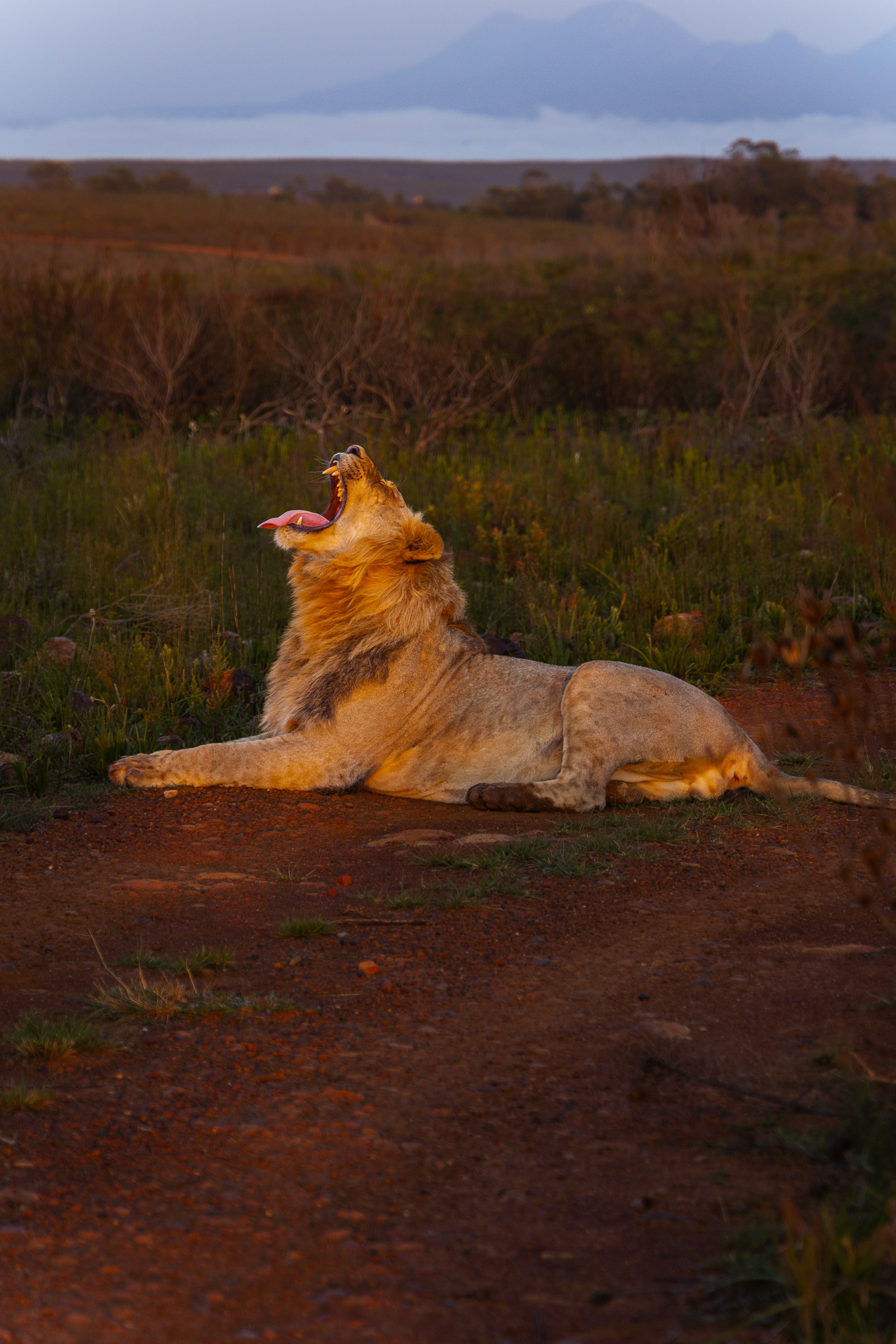 The Family Circle: Lion Prides at Dusk (image credits: unsplash)
