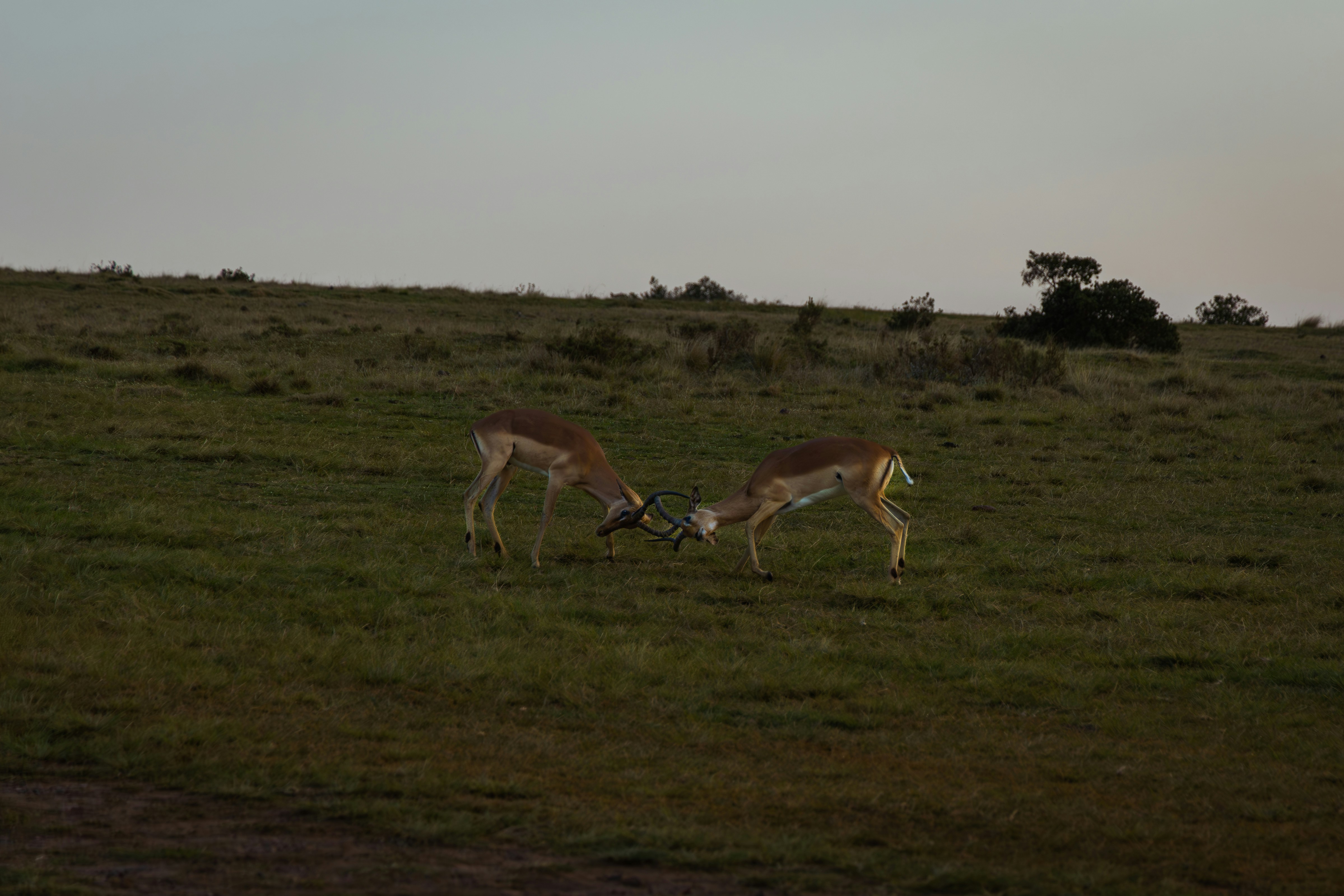 A couple of deer standing on top of a lush green field