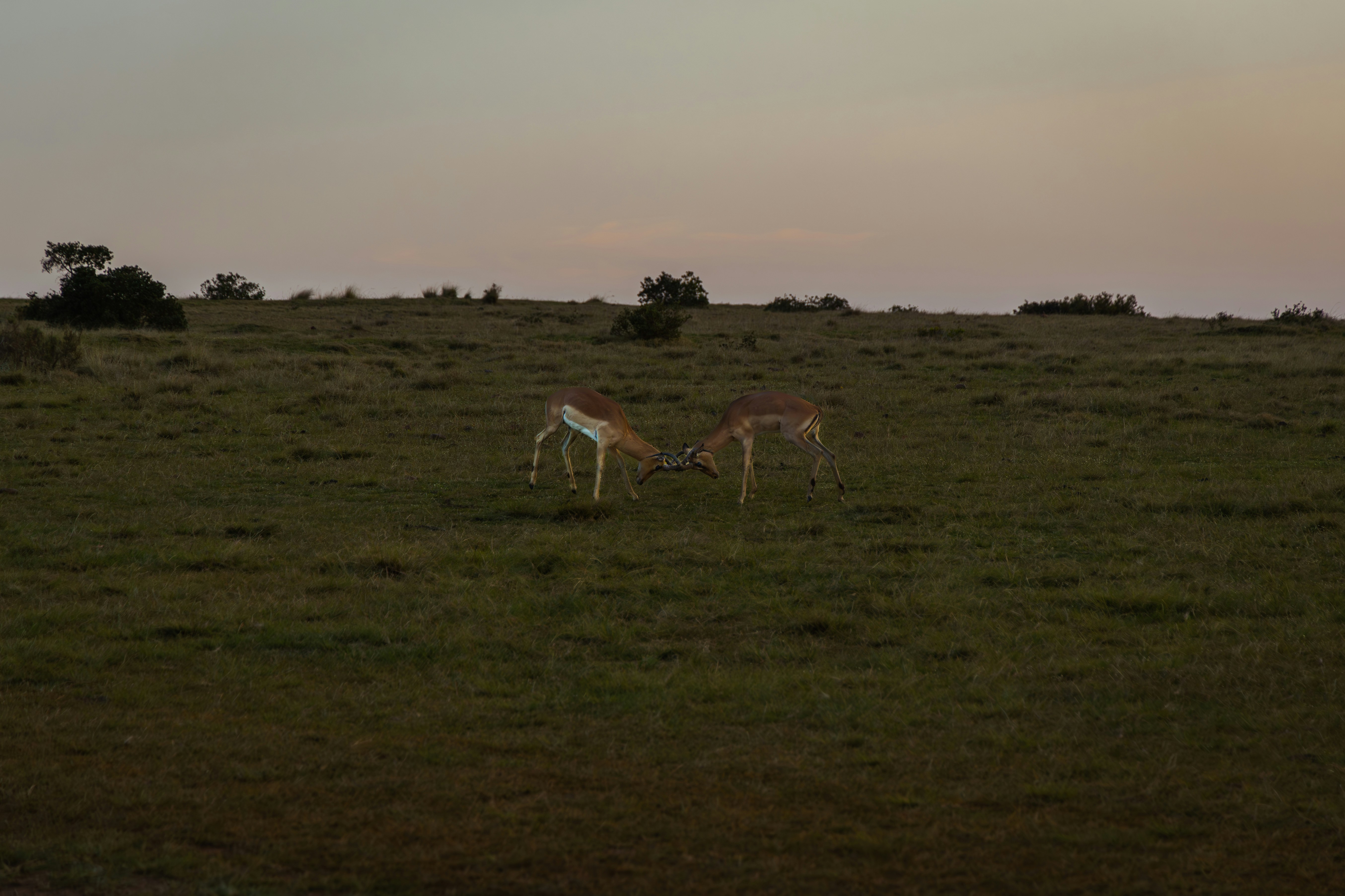 Photo by dachs