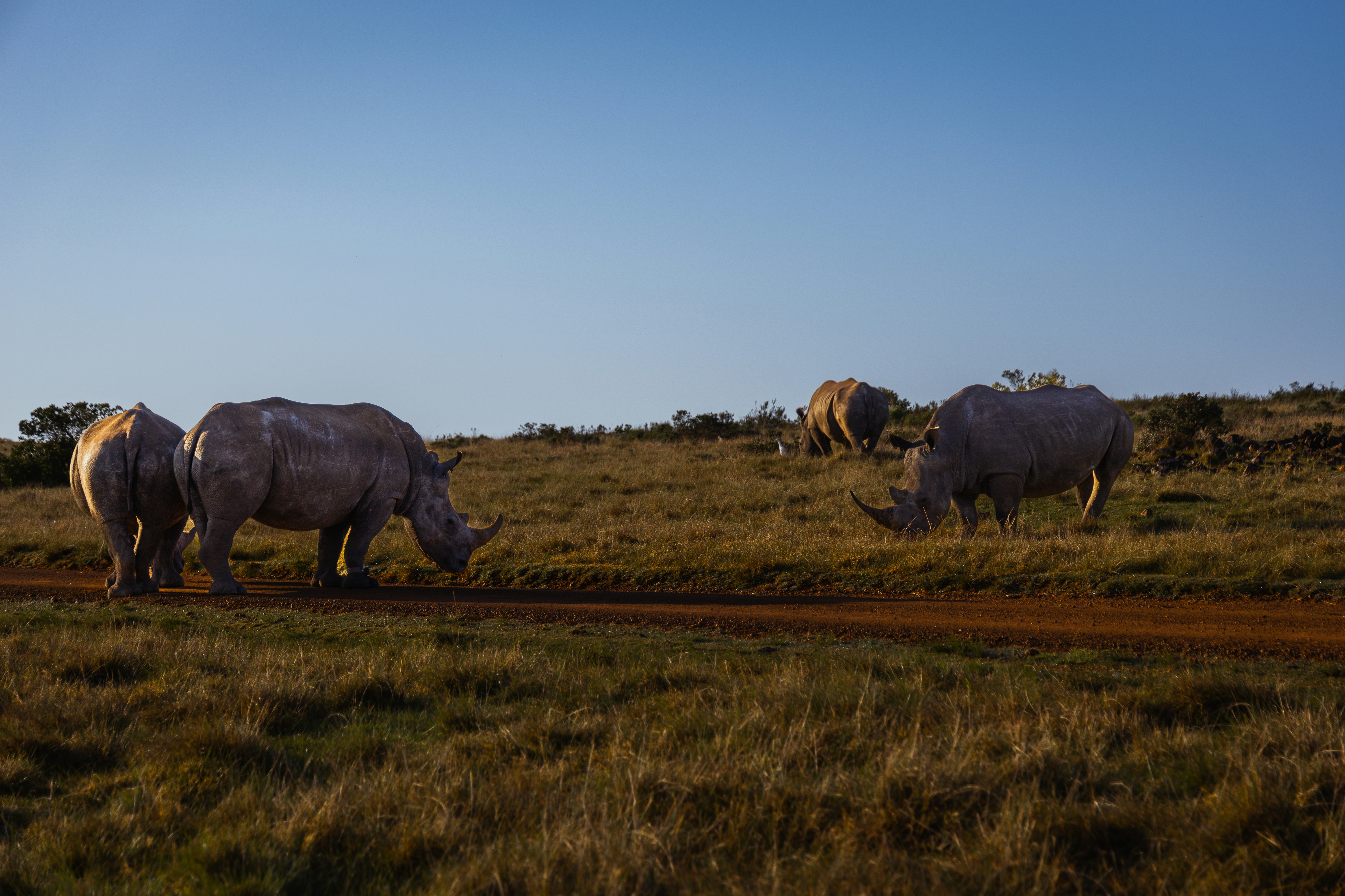 Rhino Bar