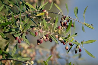 A branch of an olive tree with olives on it