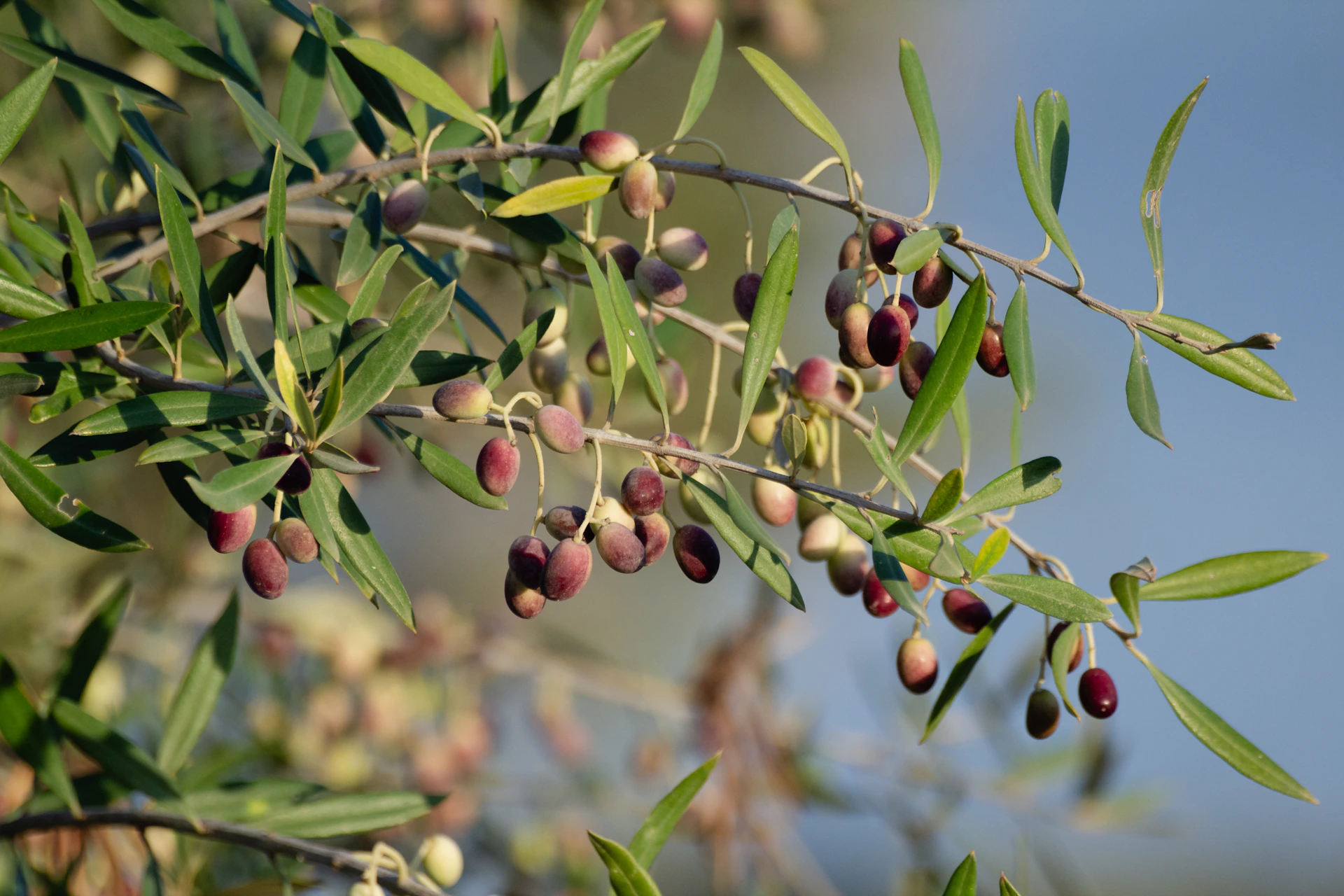 A branch of an olive tree with olives on it