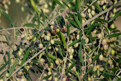A close up of a bunch of olives on a tree