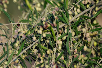 A close up of a bunch of olives on a tree
