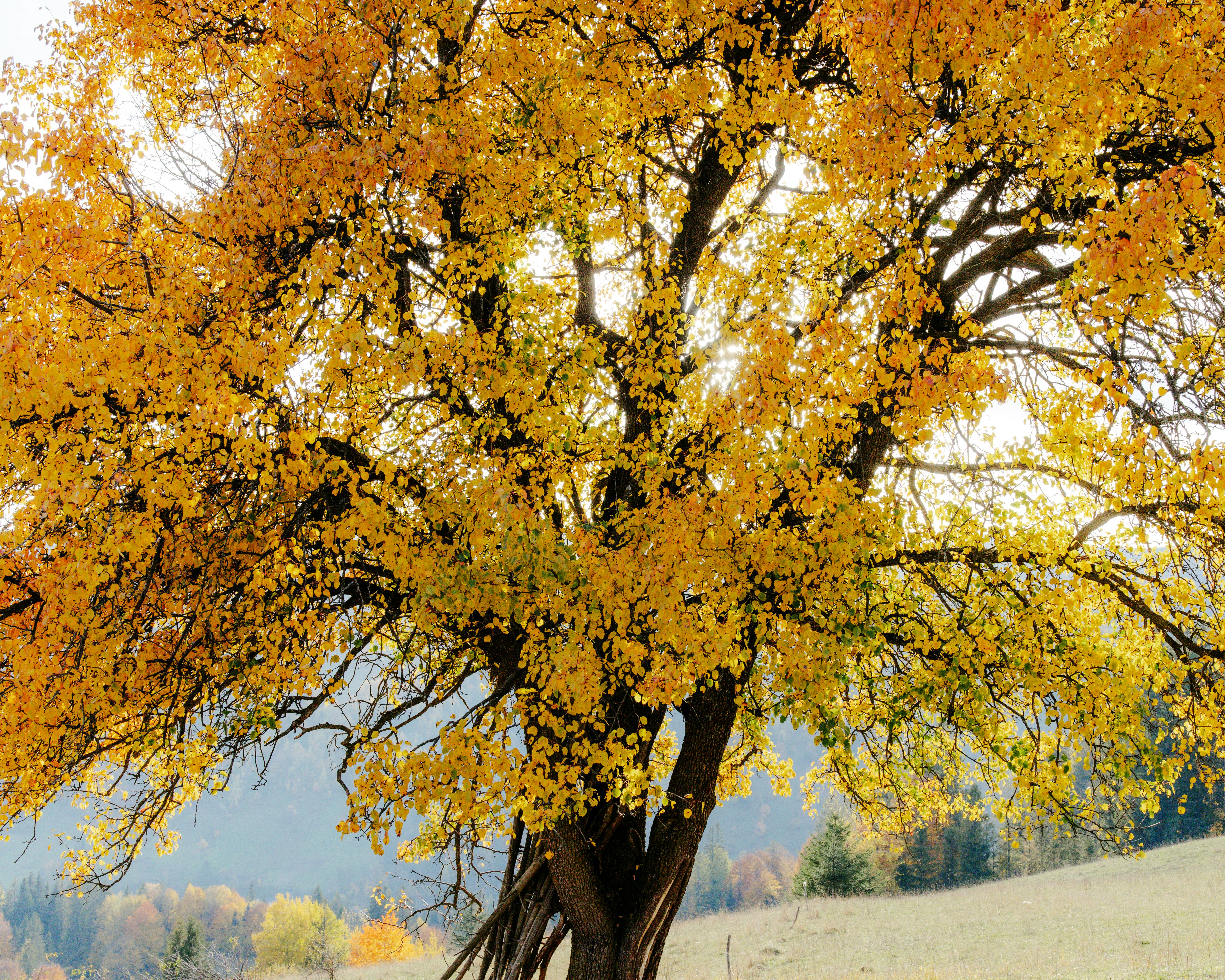 A tree with yellow leaves in a field