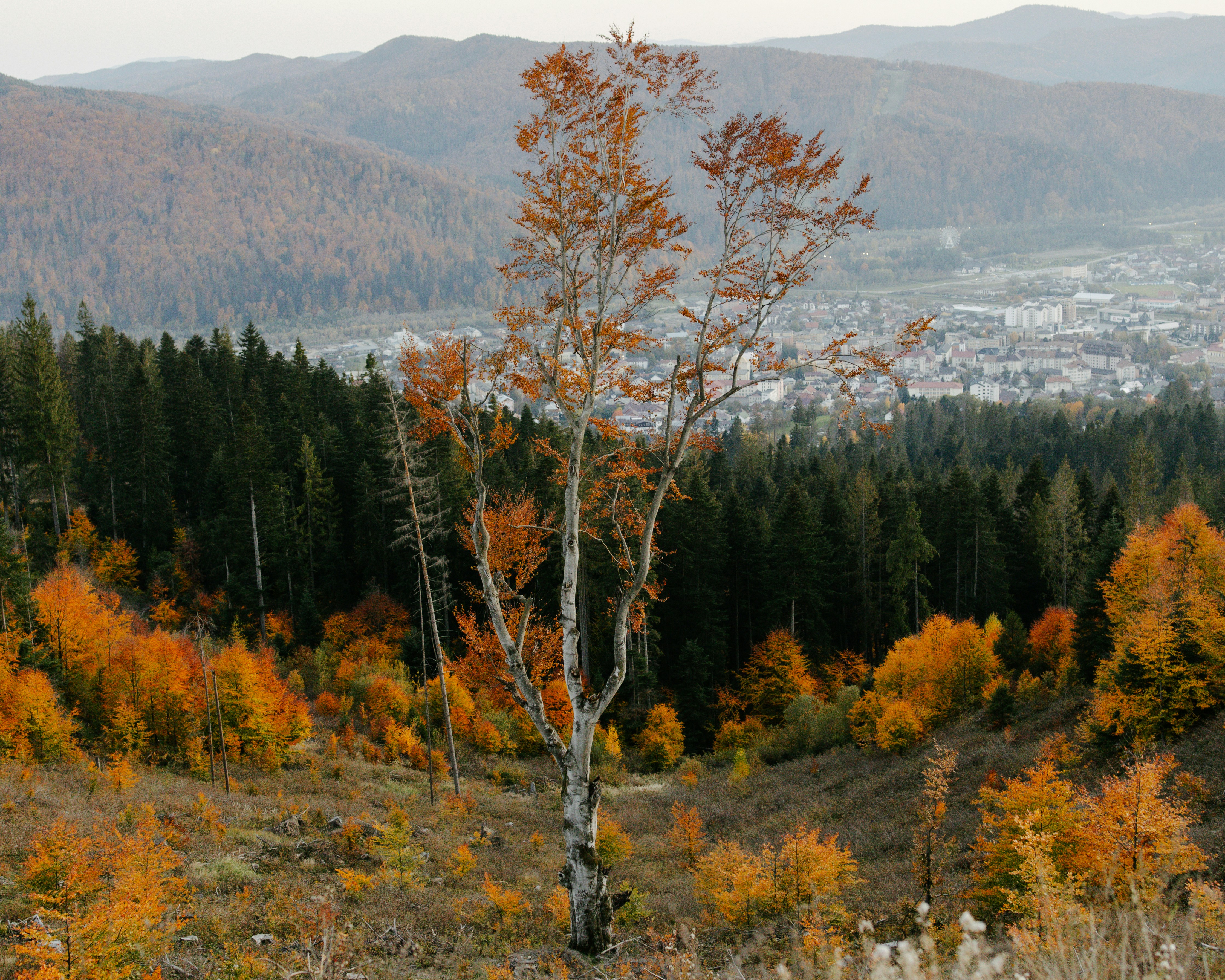 A lone tree in the middle of a field with mountains in the background
