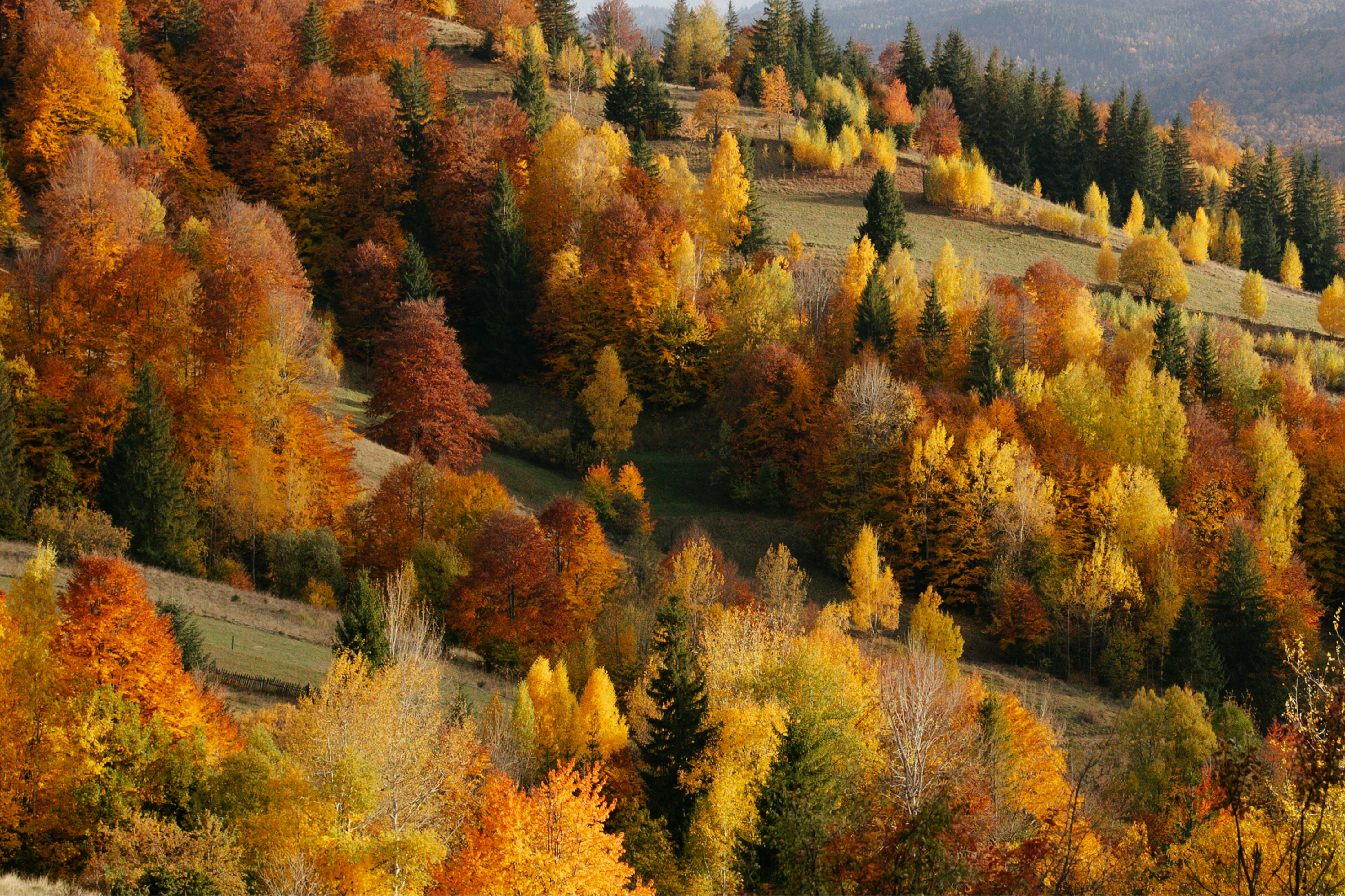 A hillside covered in lots of colorful trees, 