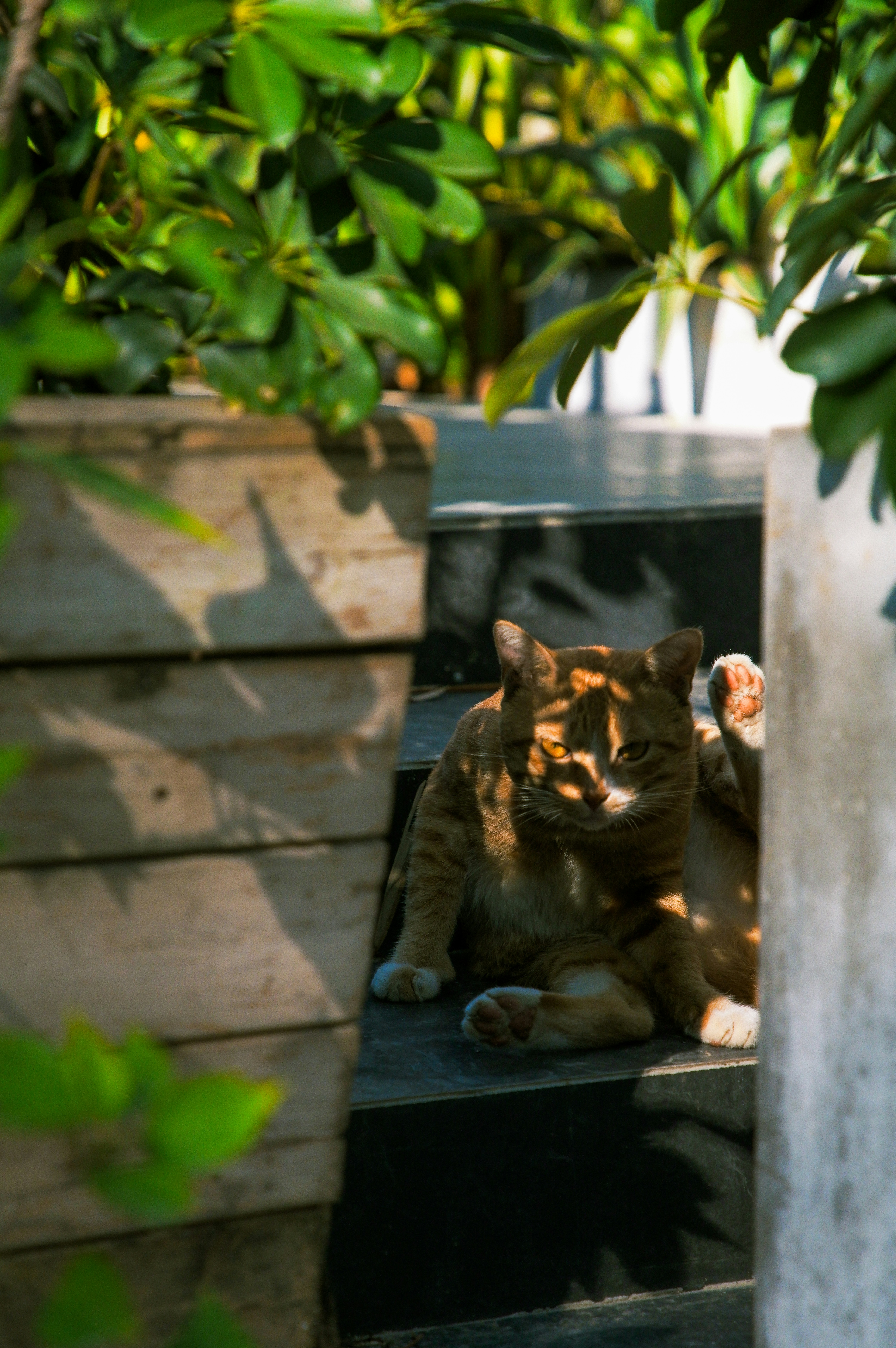 A cat sitting on a step in the shade