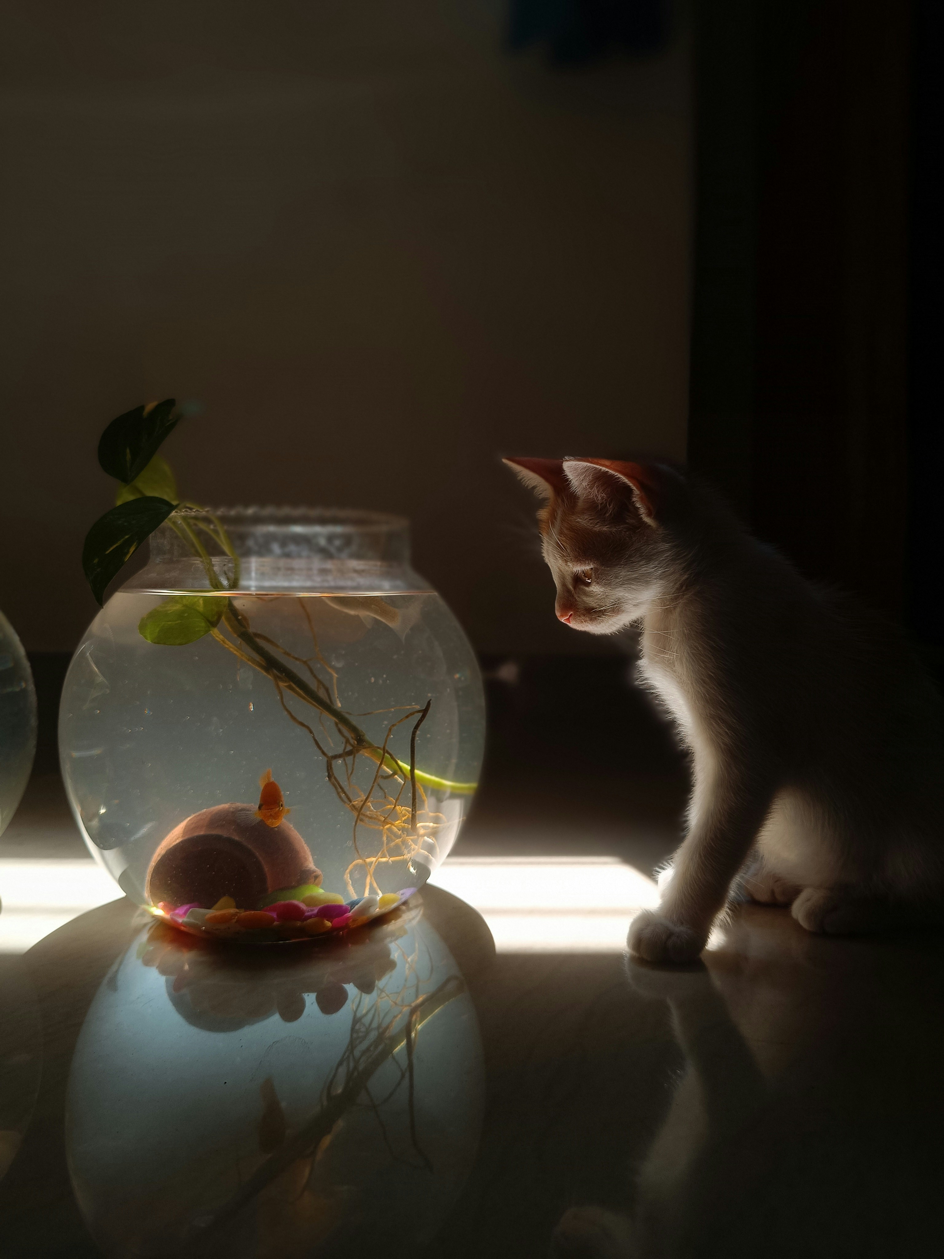 A cat is looking at a fish in a bowl