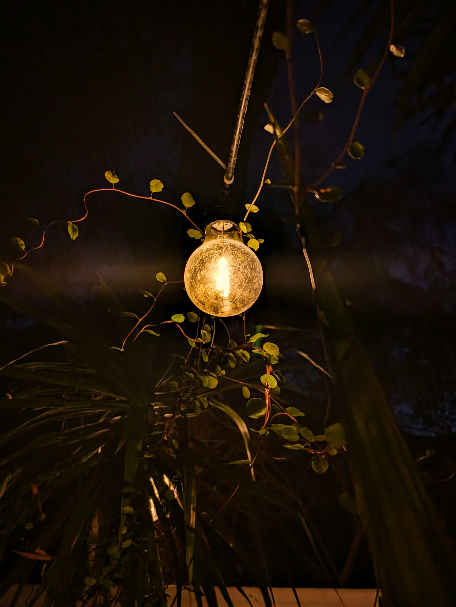 A warm light bulb sitting in the middle of the shot, with green plants and vines illuminated around it. In the very background, the slightly purple sky can be seen.