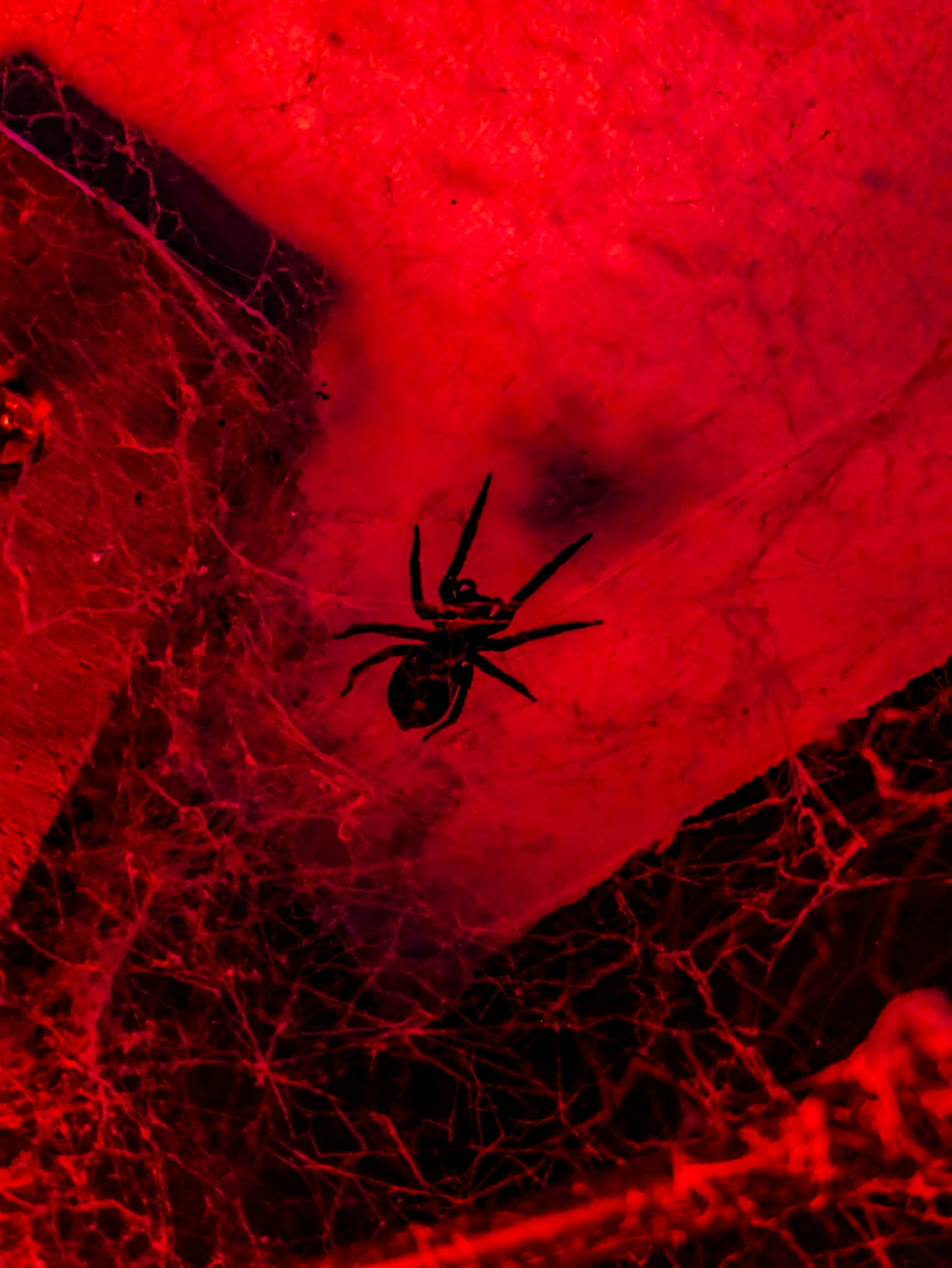 The corner of a patio filled with spider's web, with the black sillohete of a spider sitting in the centre. The entire photo is monochrome red.