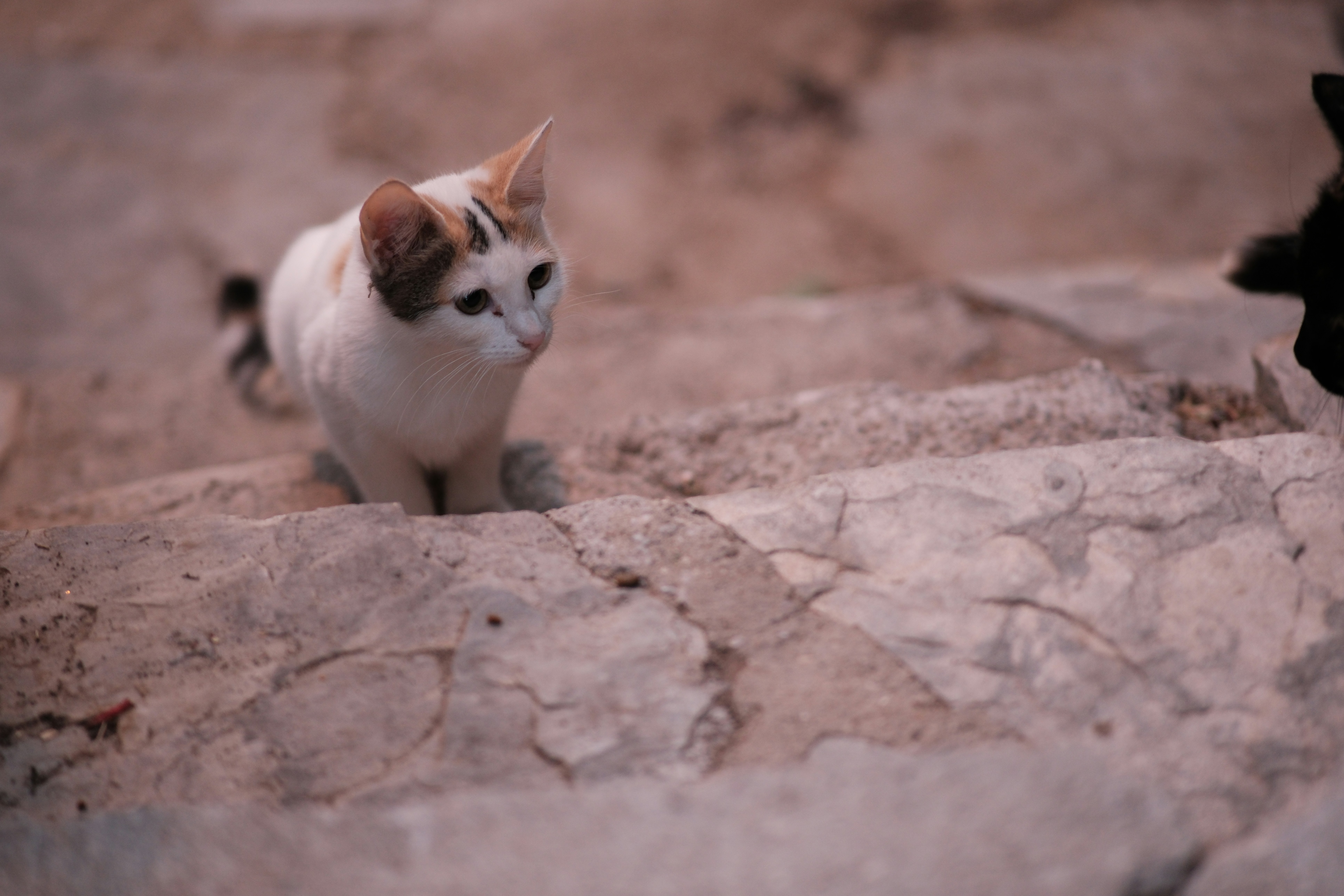 A white and brown cat sitting on top of a rock