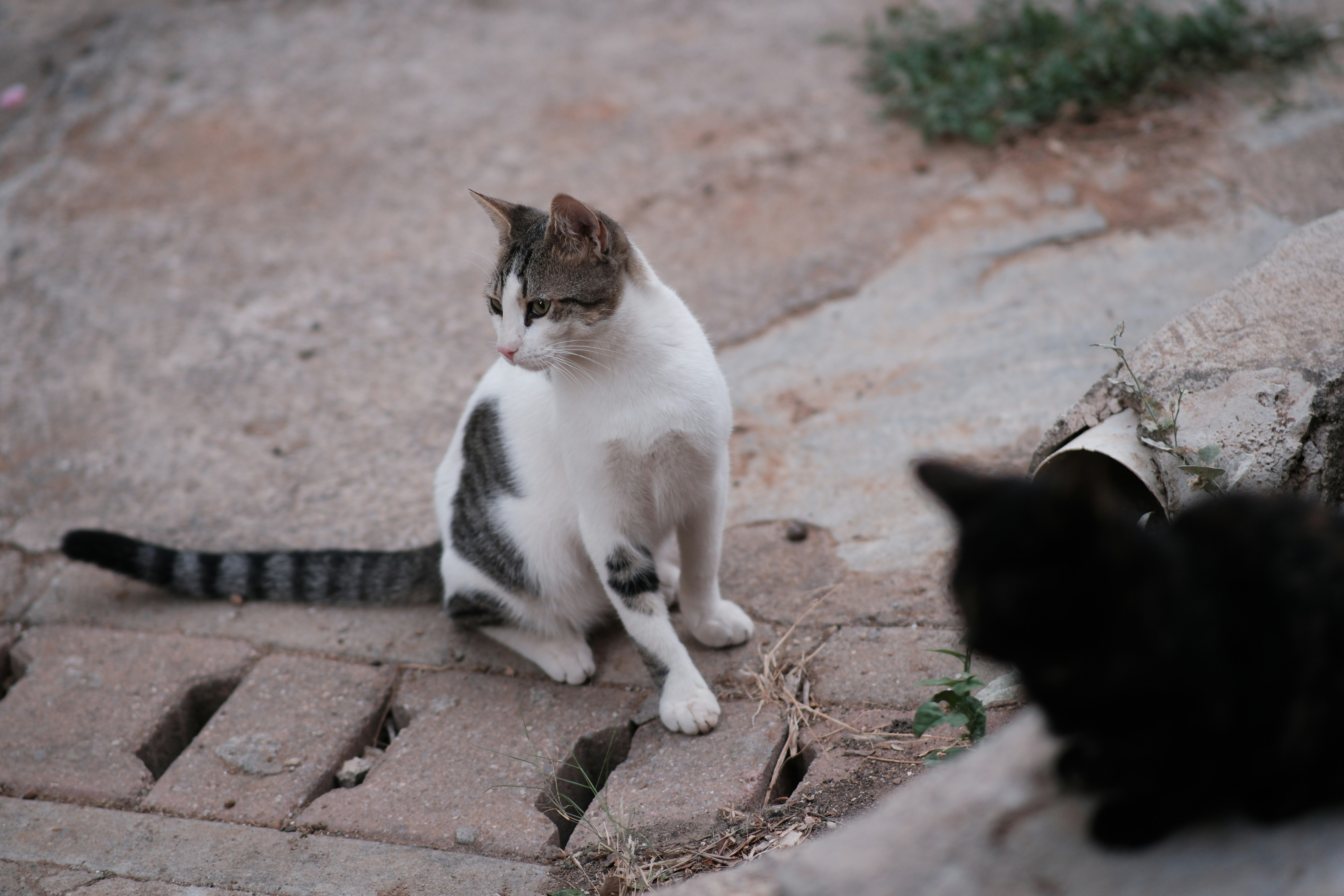 Siamese Cats — The Ultimate Chatterboxes (image credits: unsplash)