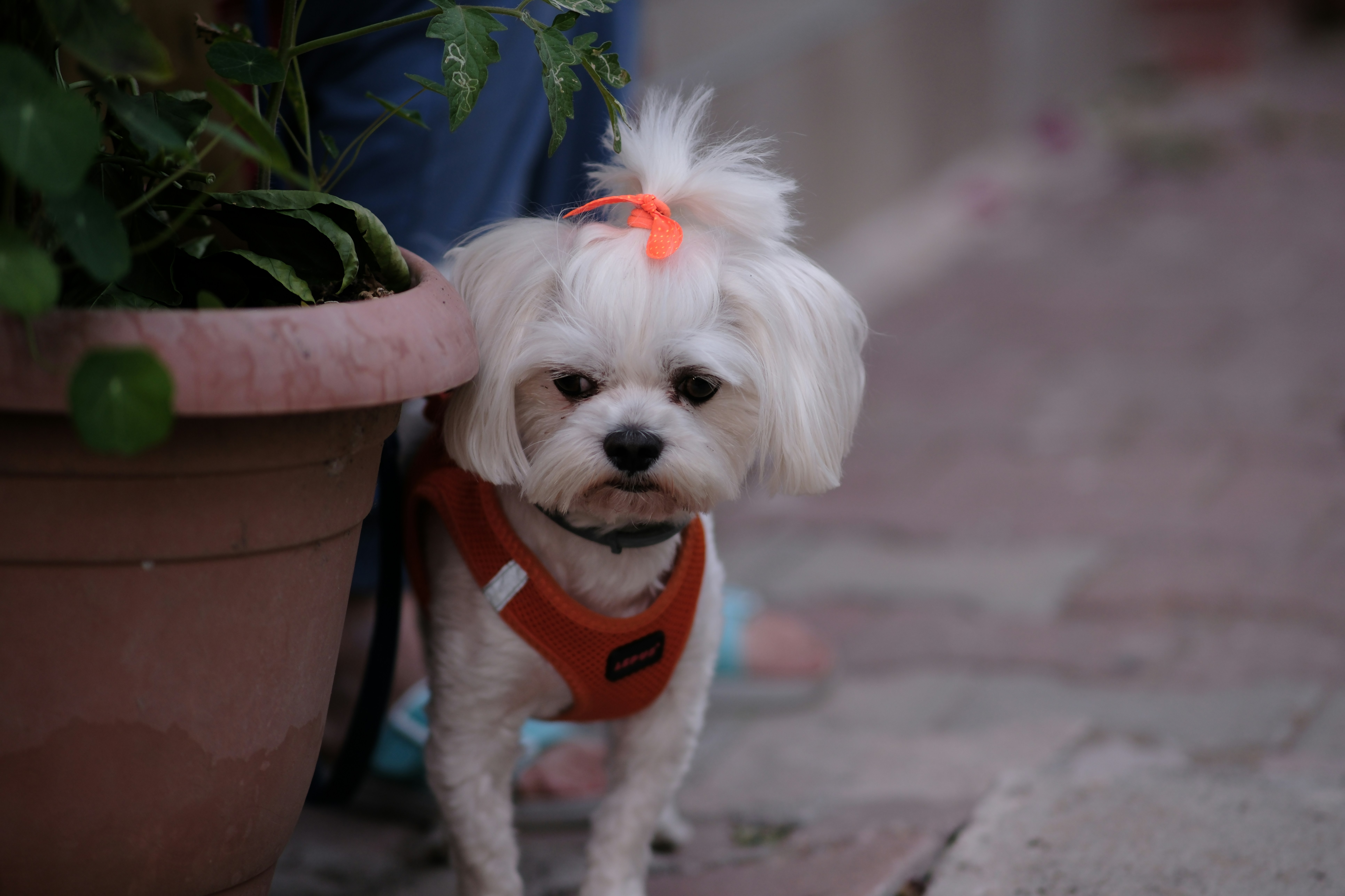 A small white dog standing next to a potted plant