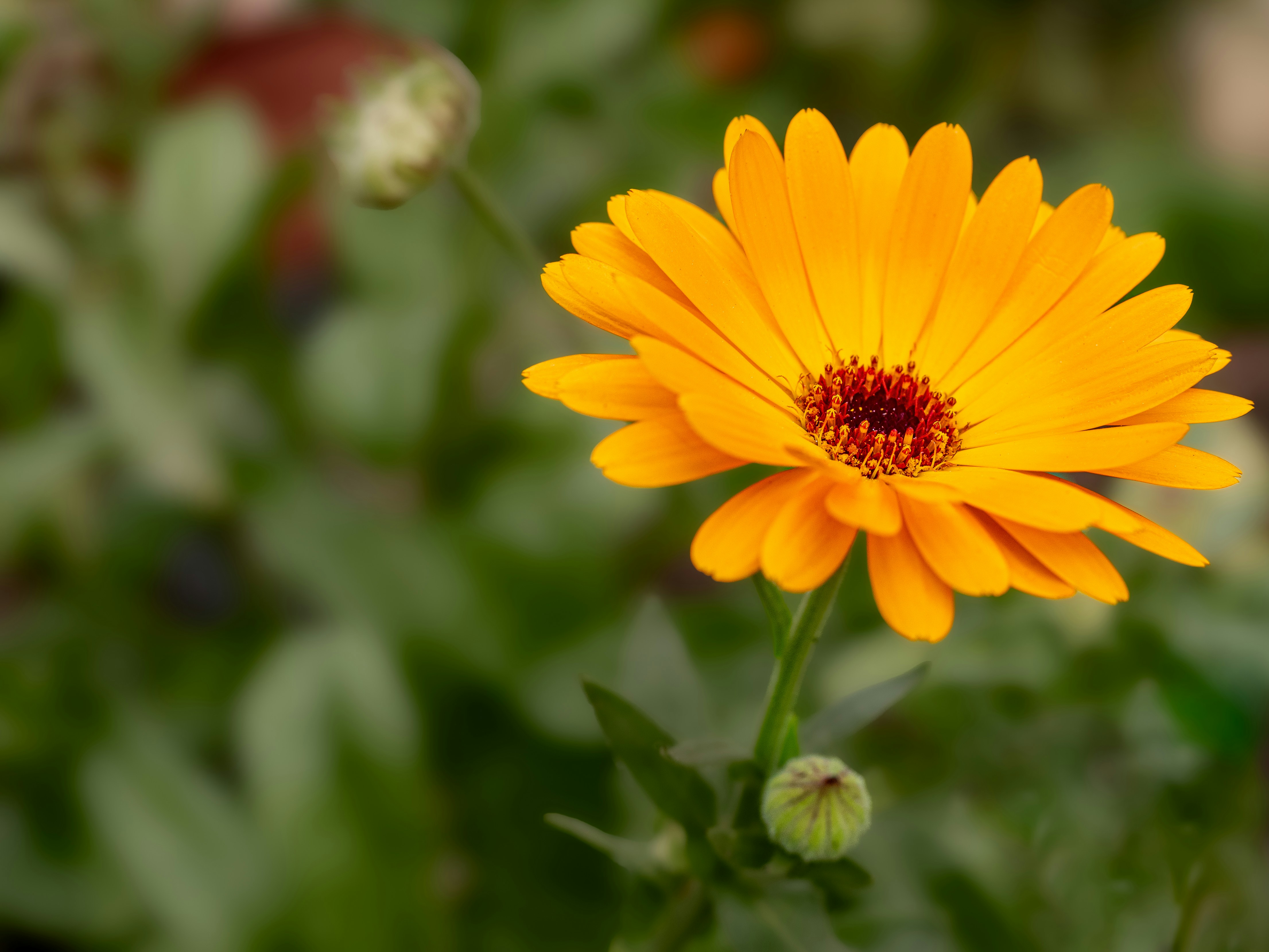 Photo by abushihabmarey