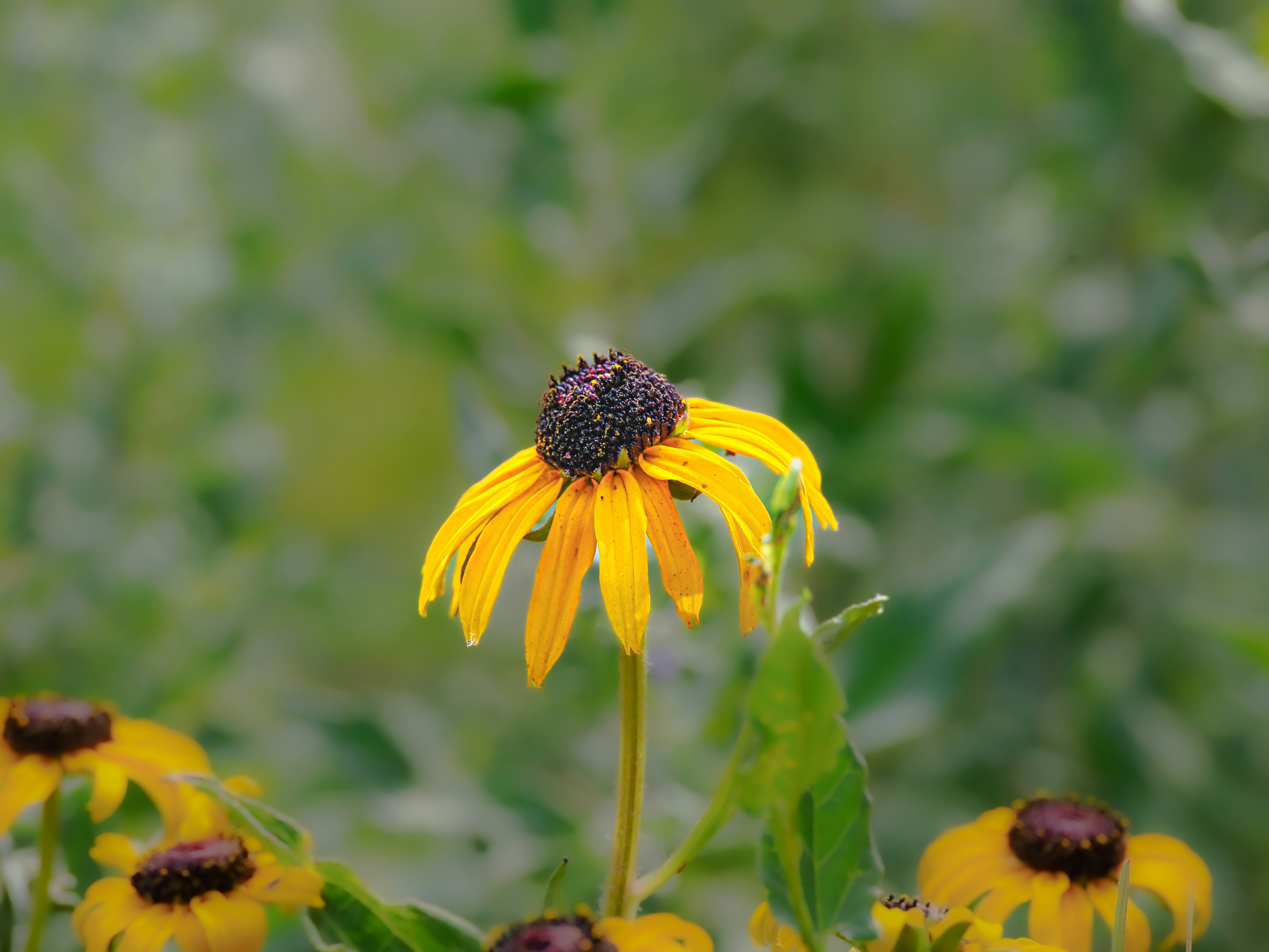 Photo by abushihabmarey