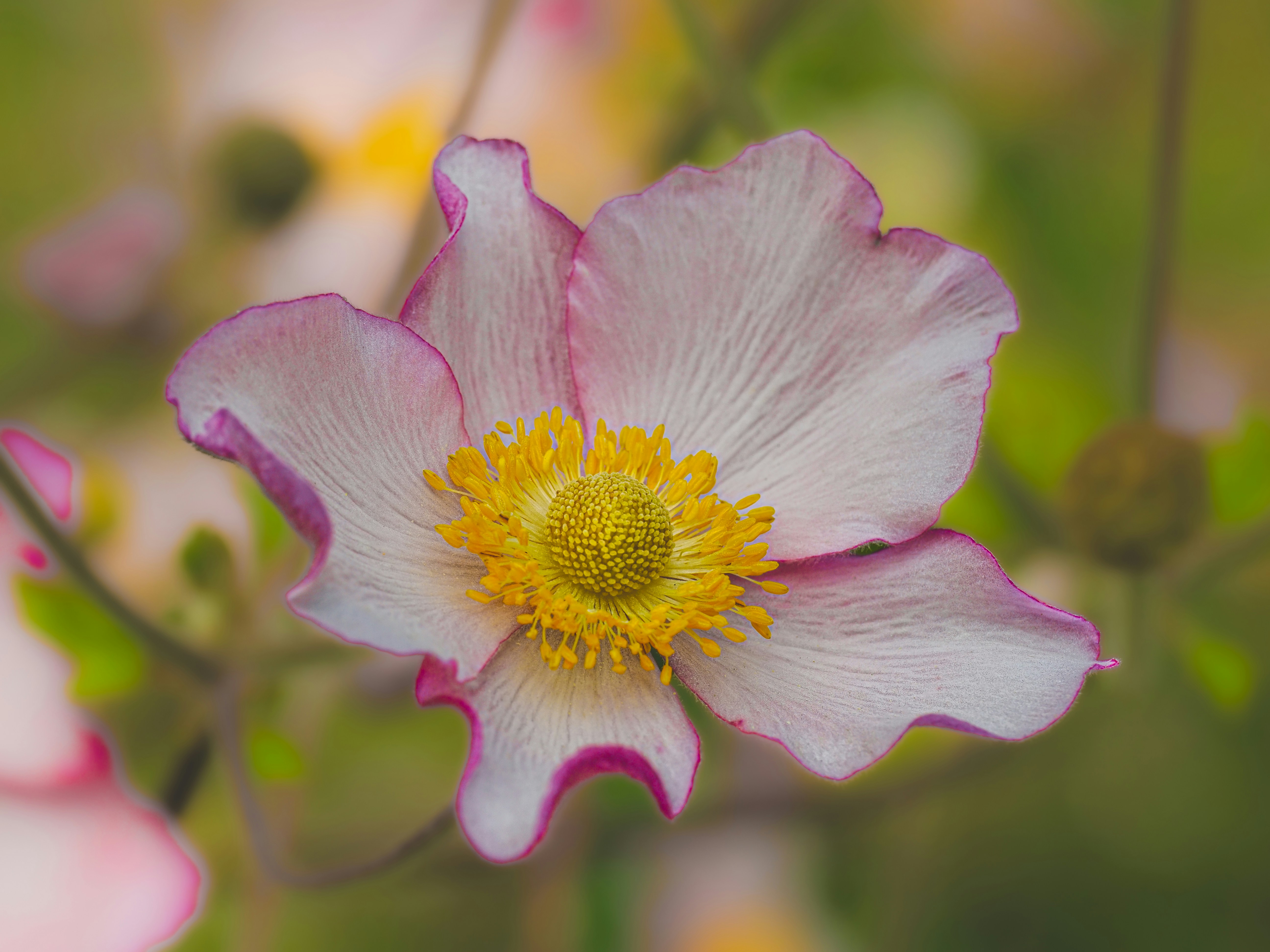 Photo by abushihabmarey