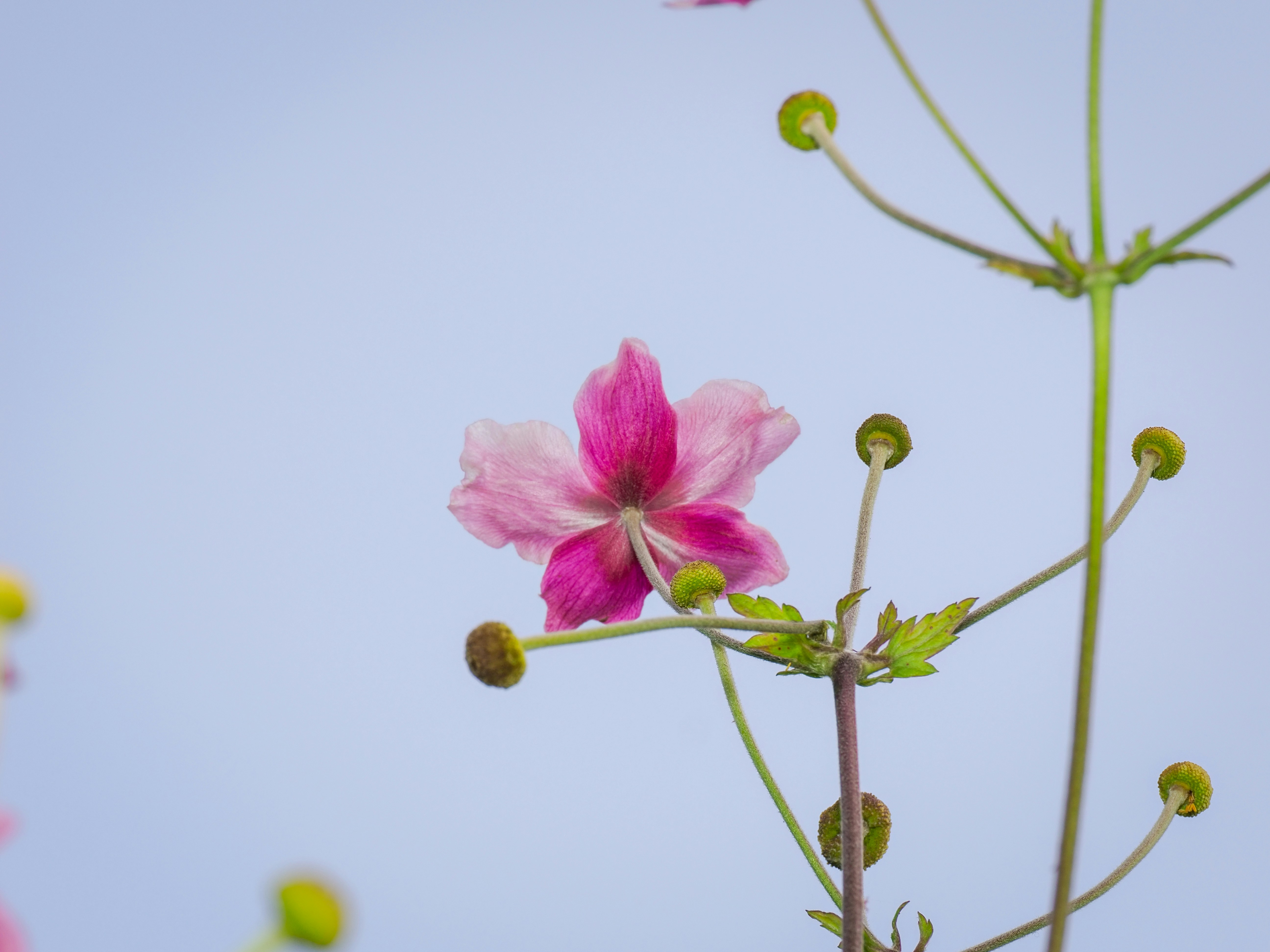 Photo by abushihabmarey