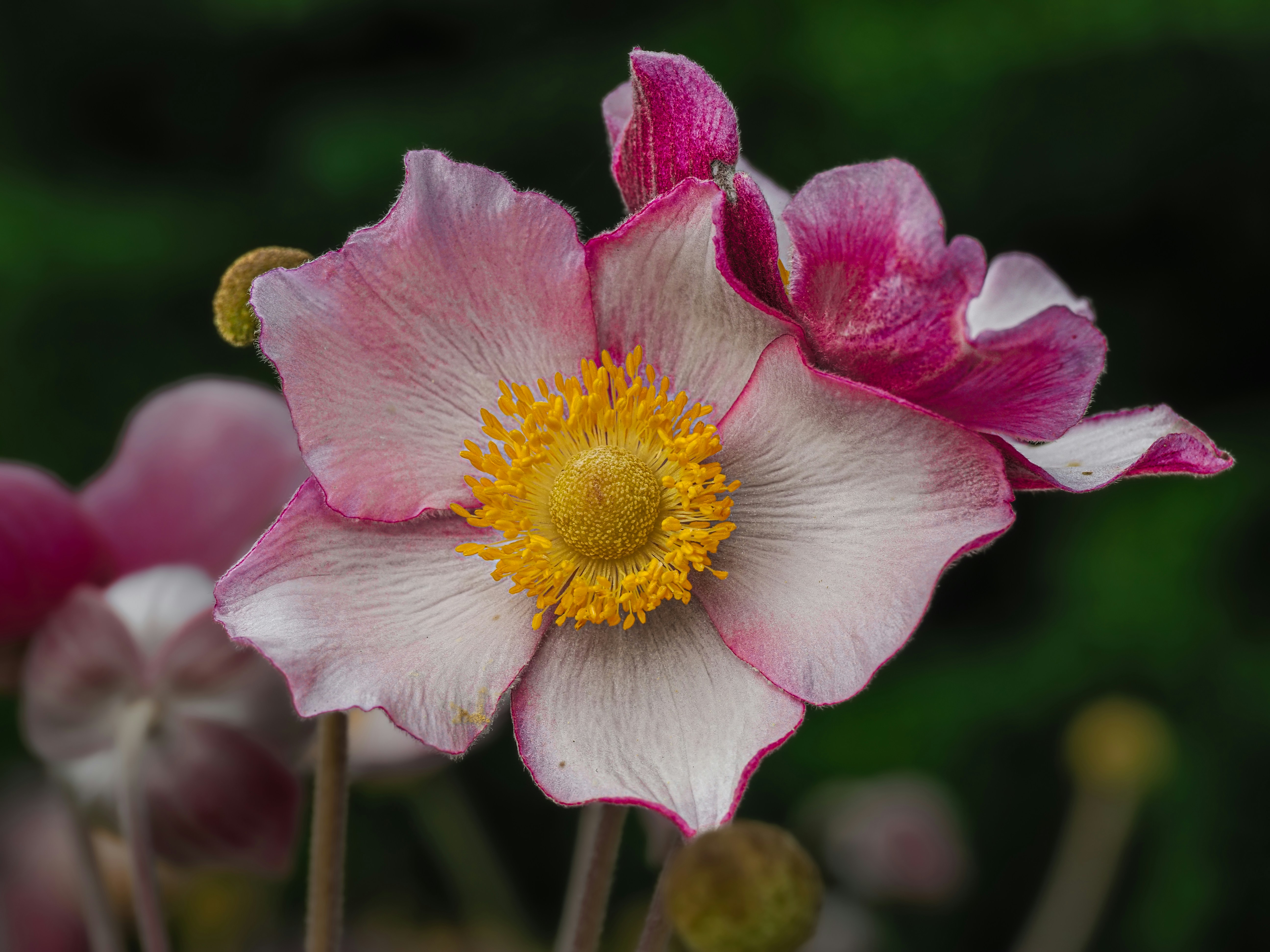 Photo by abushihabmarey