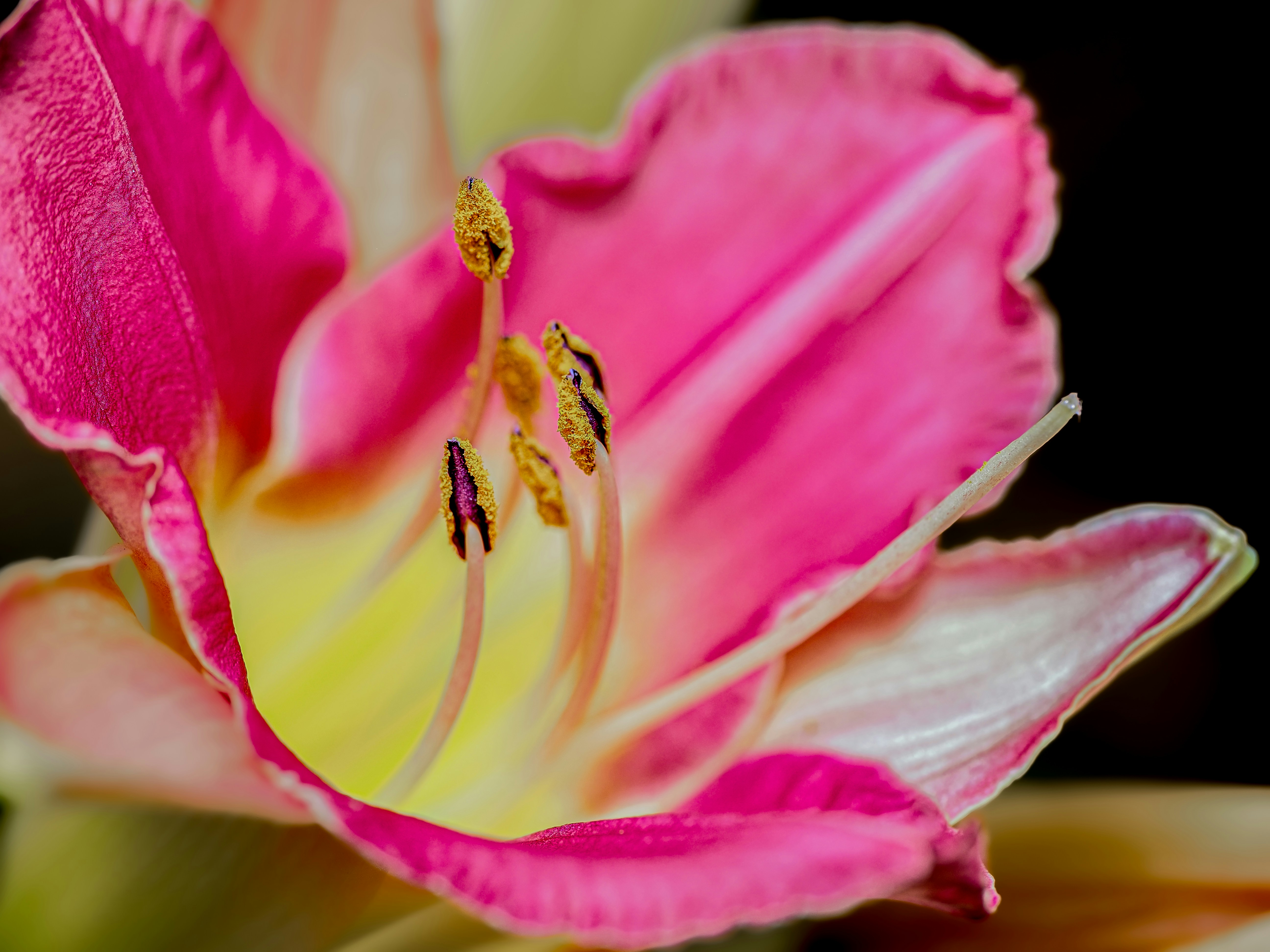 Photo by abushihabmarey