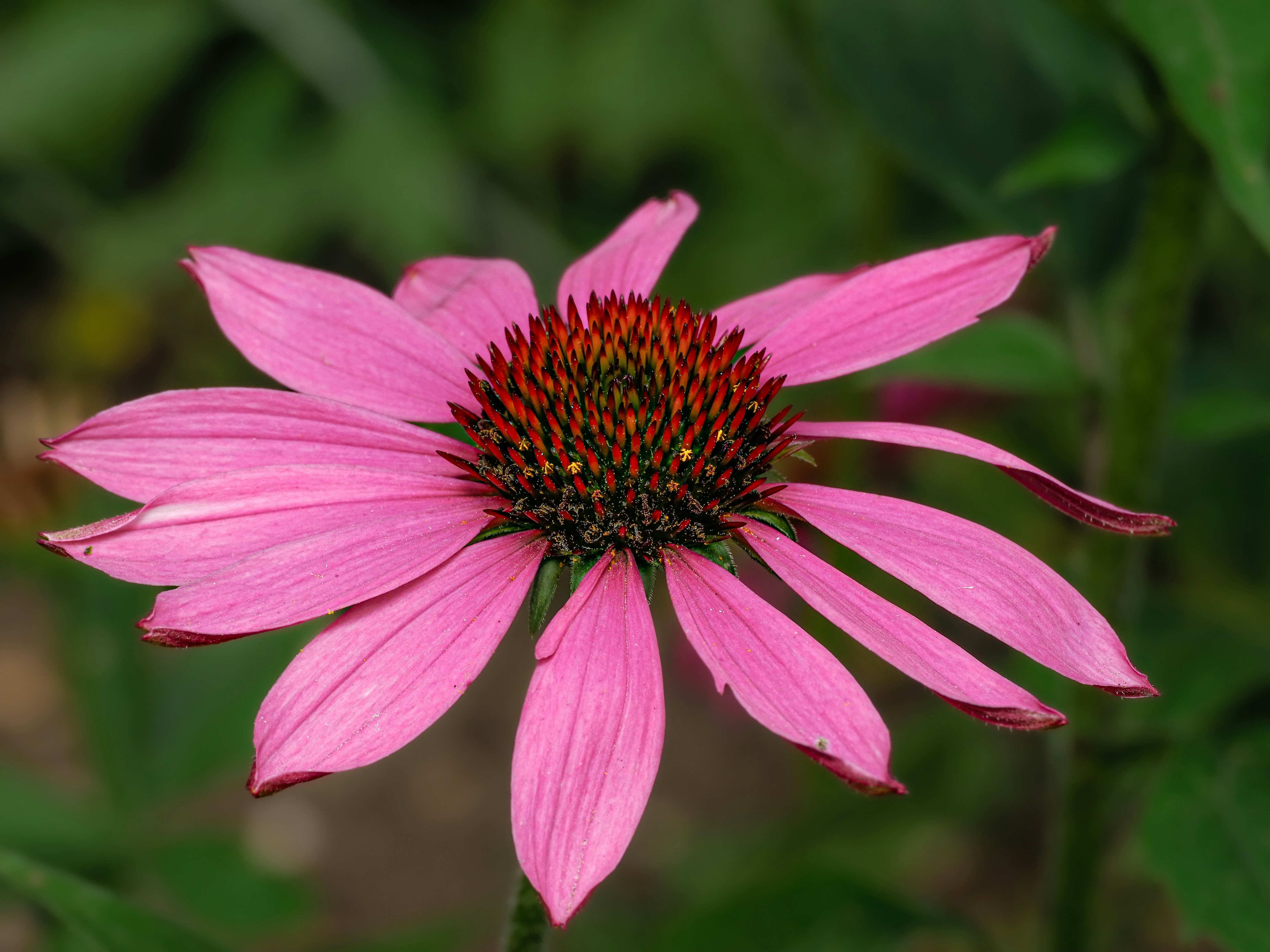 Photo by abushihabmarey