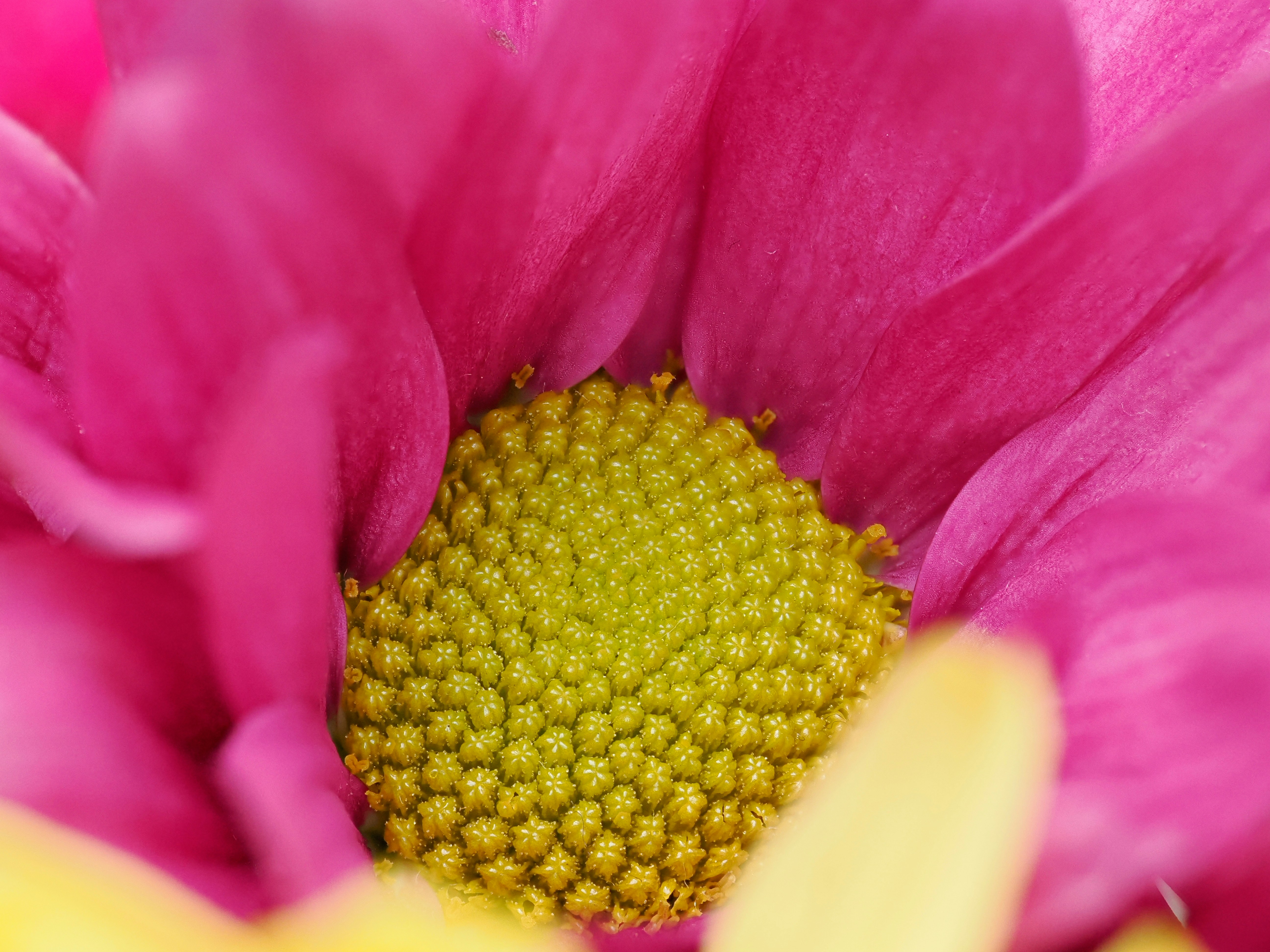 Photo by abushihabmarey