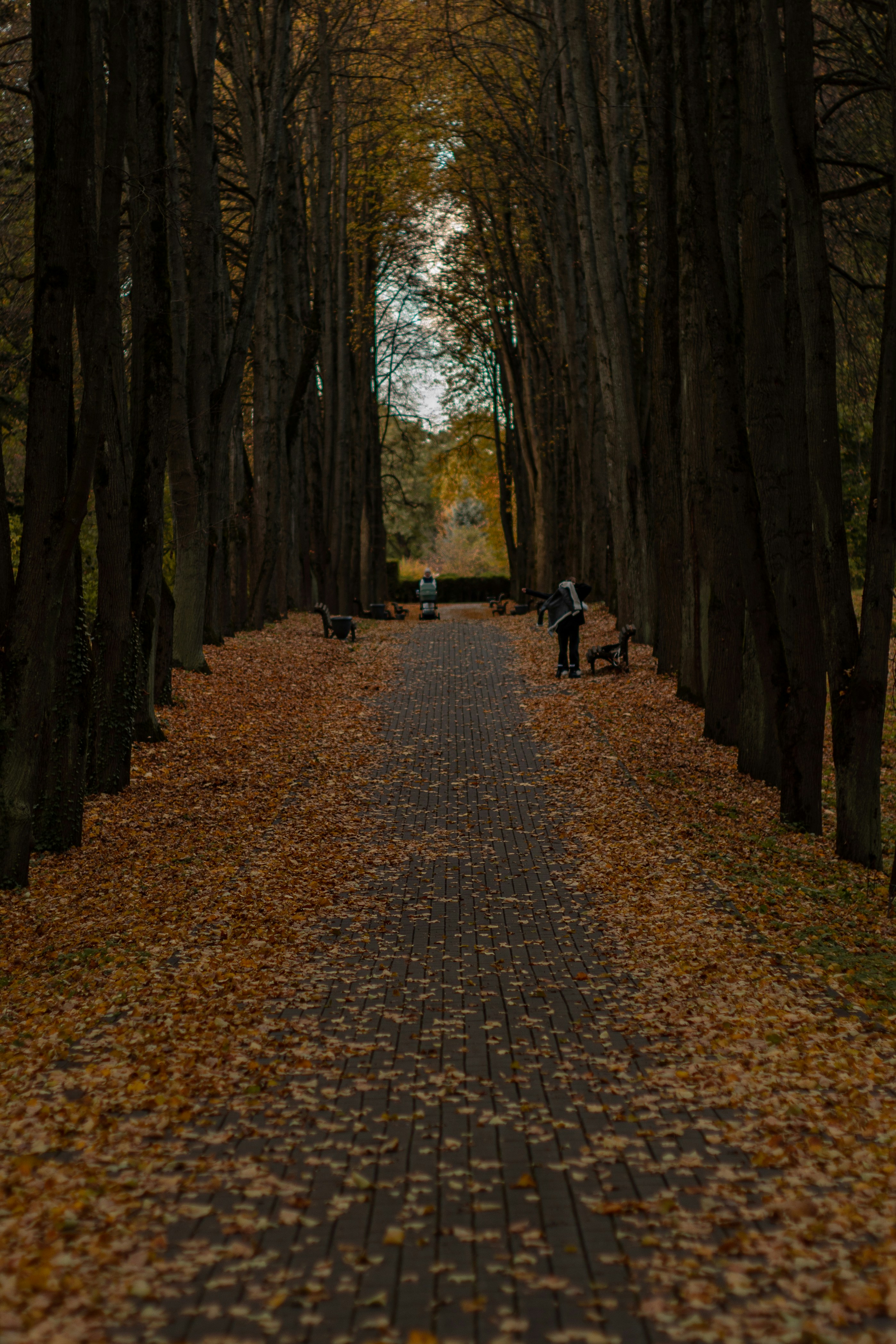 Two people walking down a path lined with trees