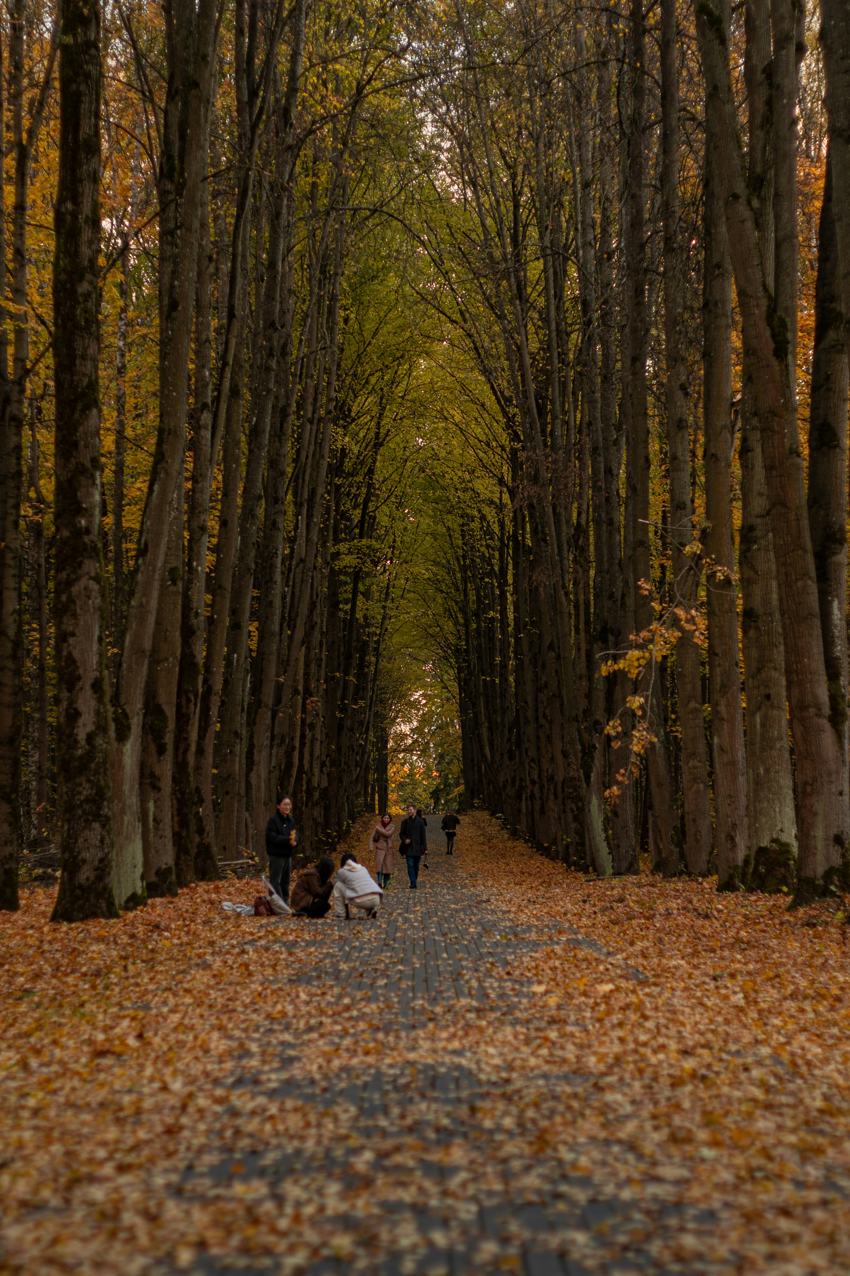 A group of people walking down a leaf covered road