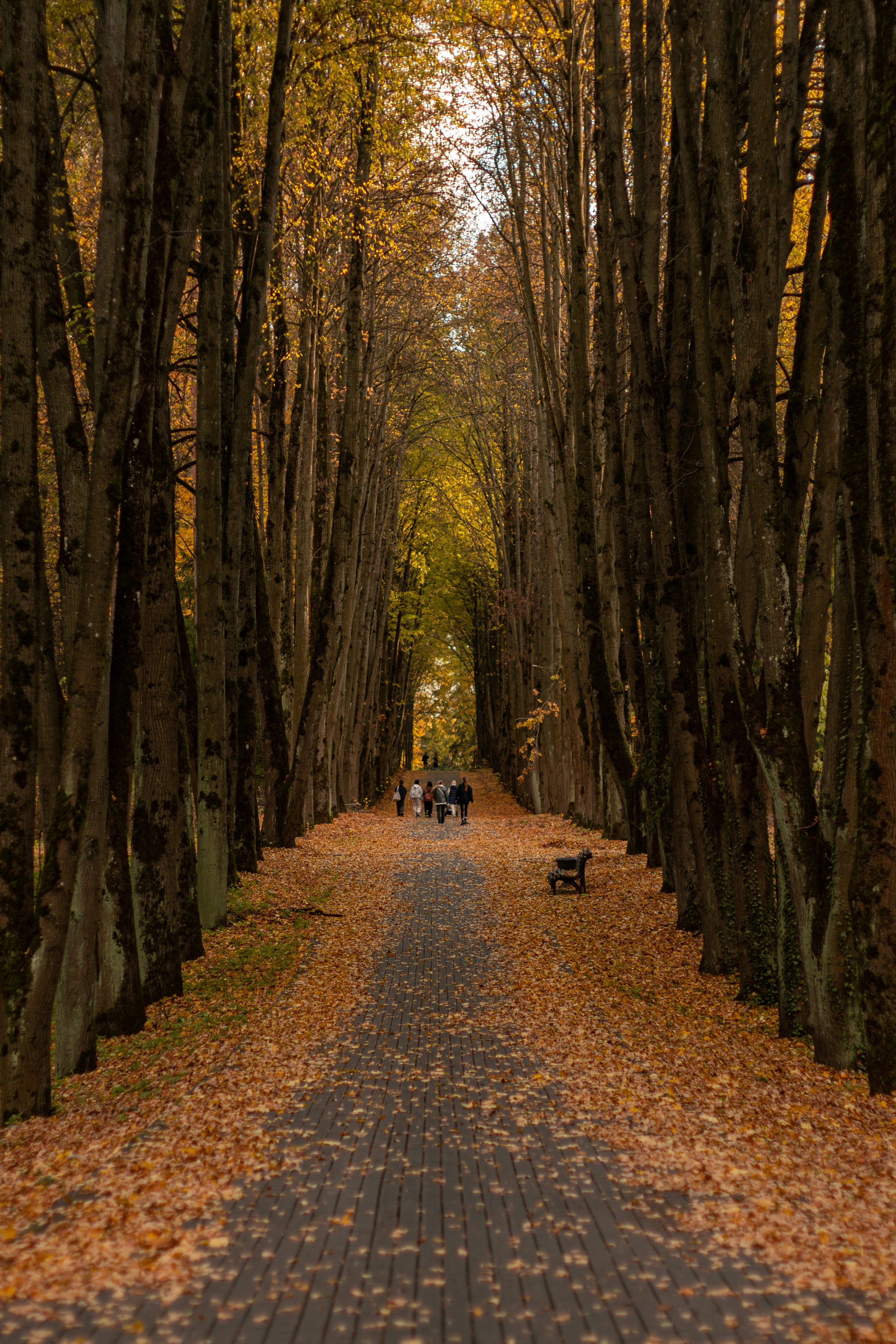 A road lined with trees with leaves on the ground
