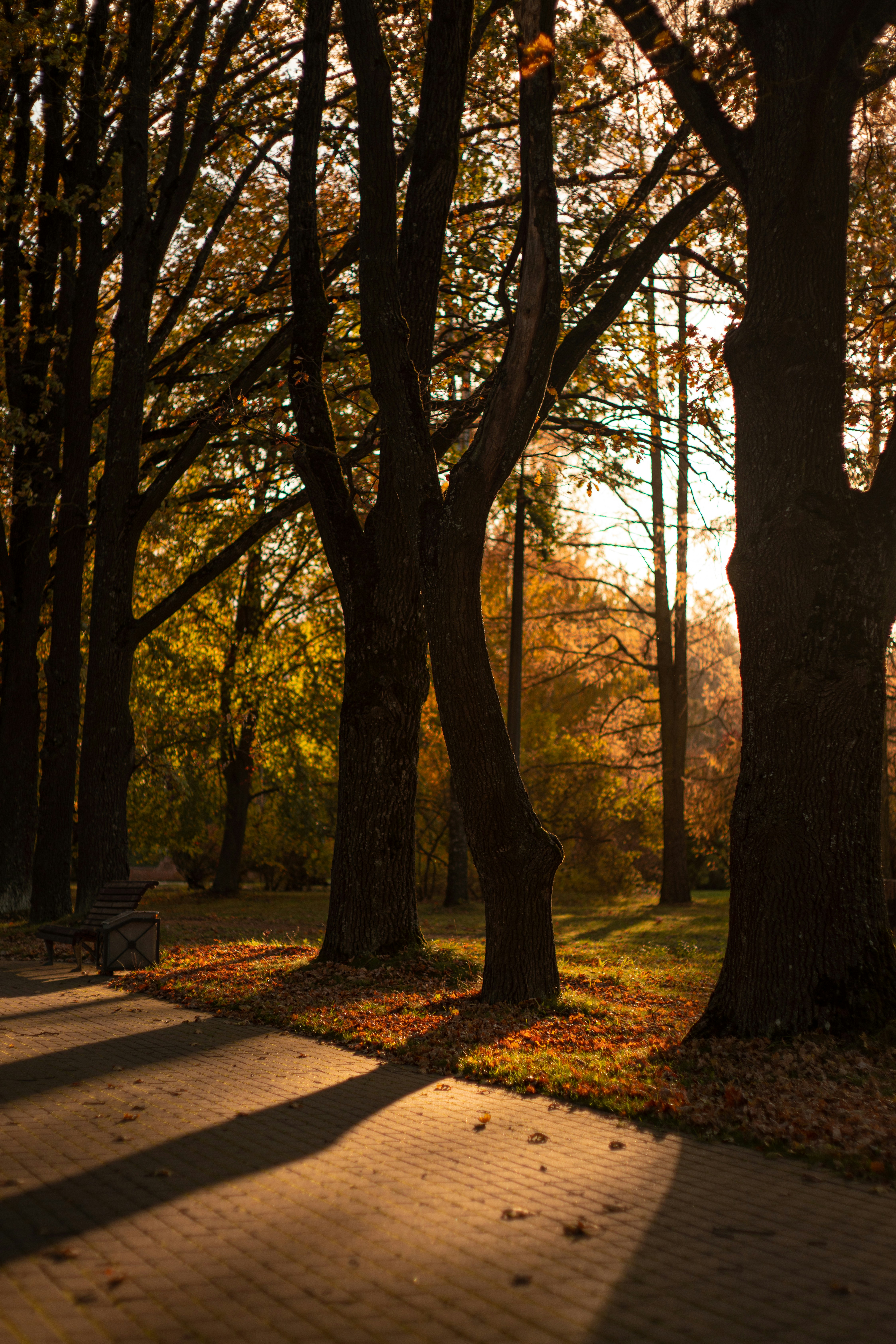 The sun is shining through the trees in the park