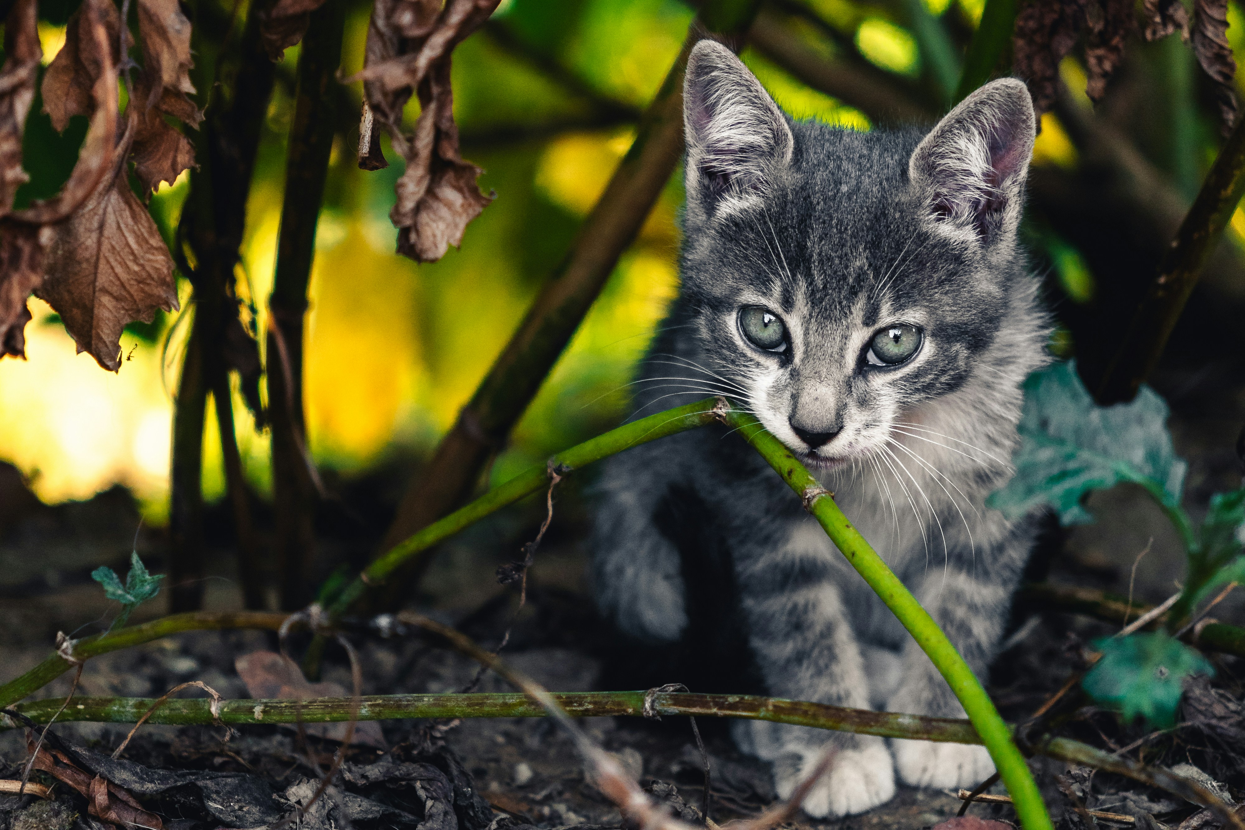 Photo by emmanuelcassar