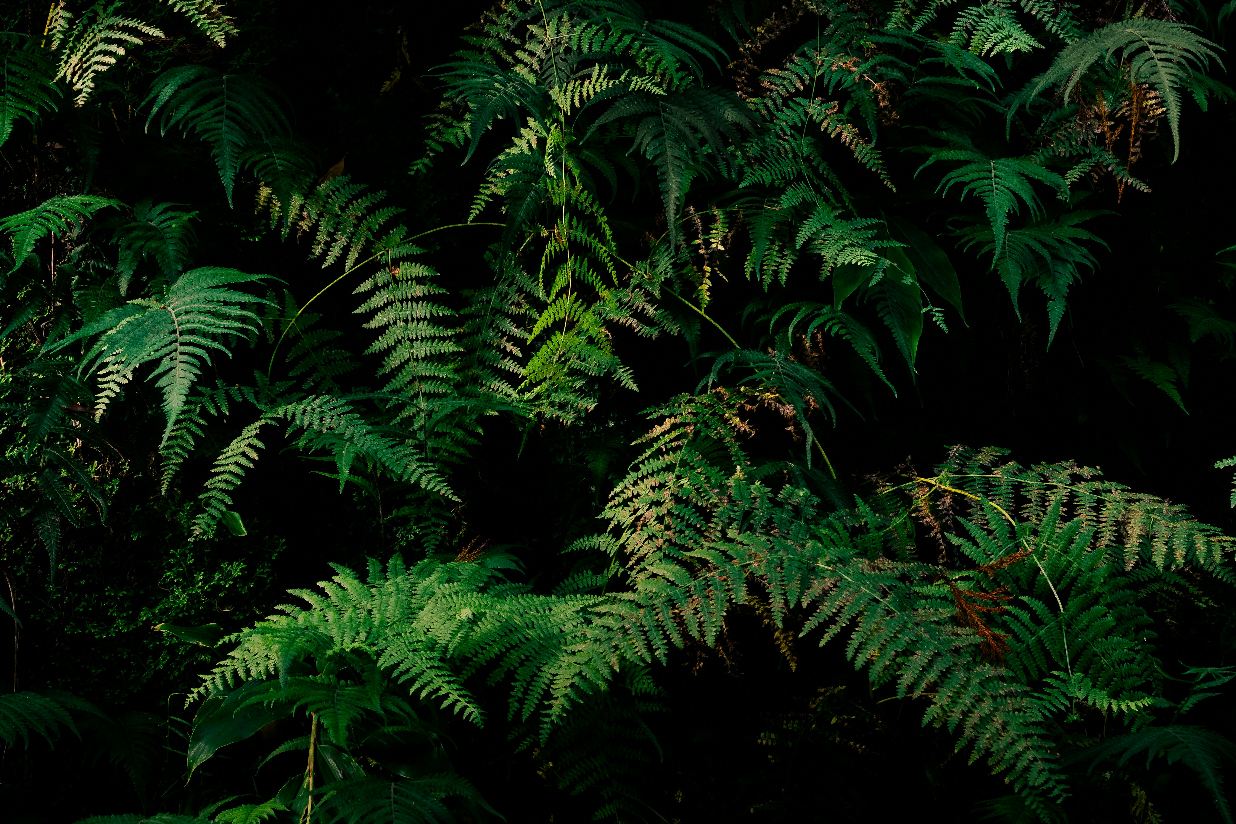 Photo by emmanuelcassar