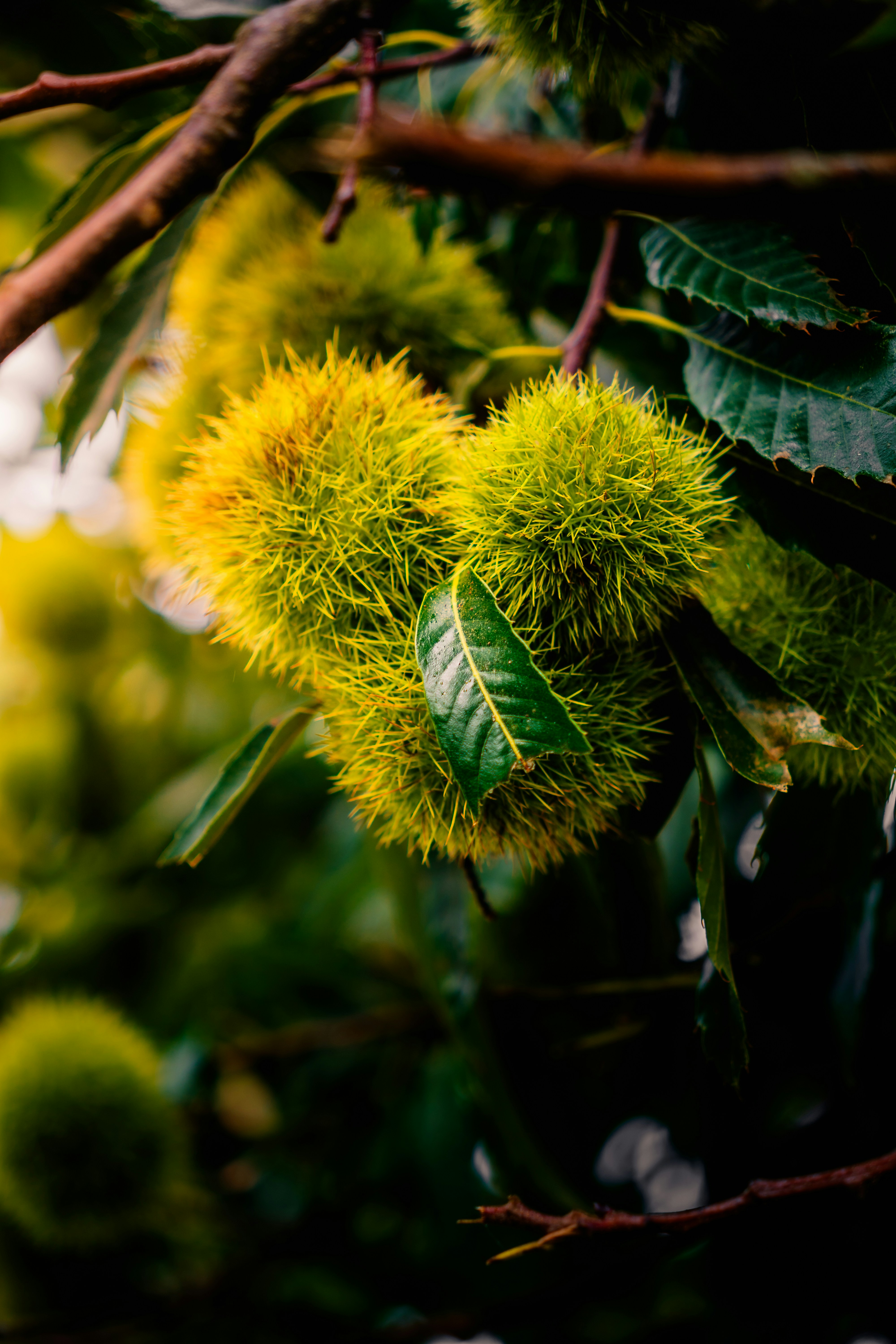 Photo by emmanuelcassar