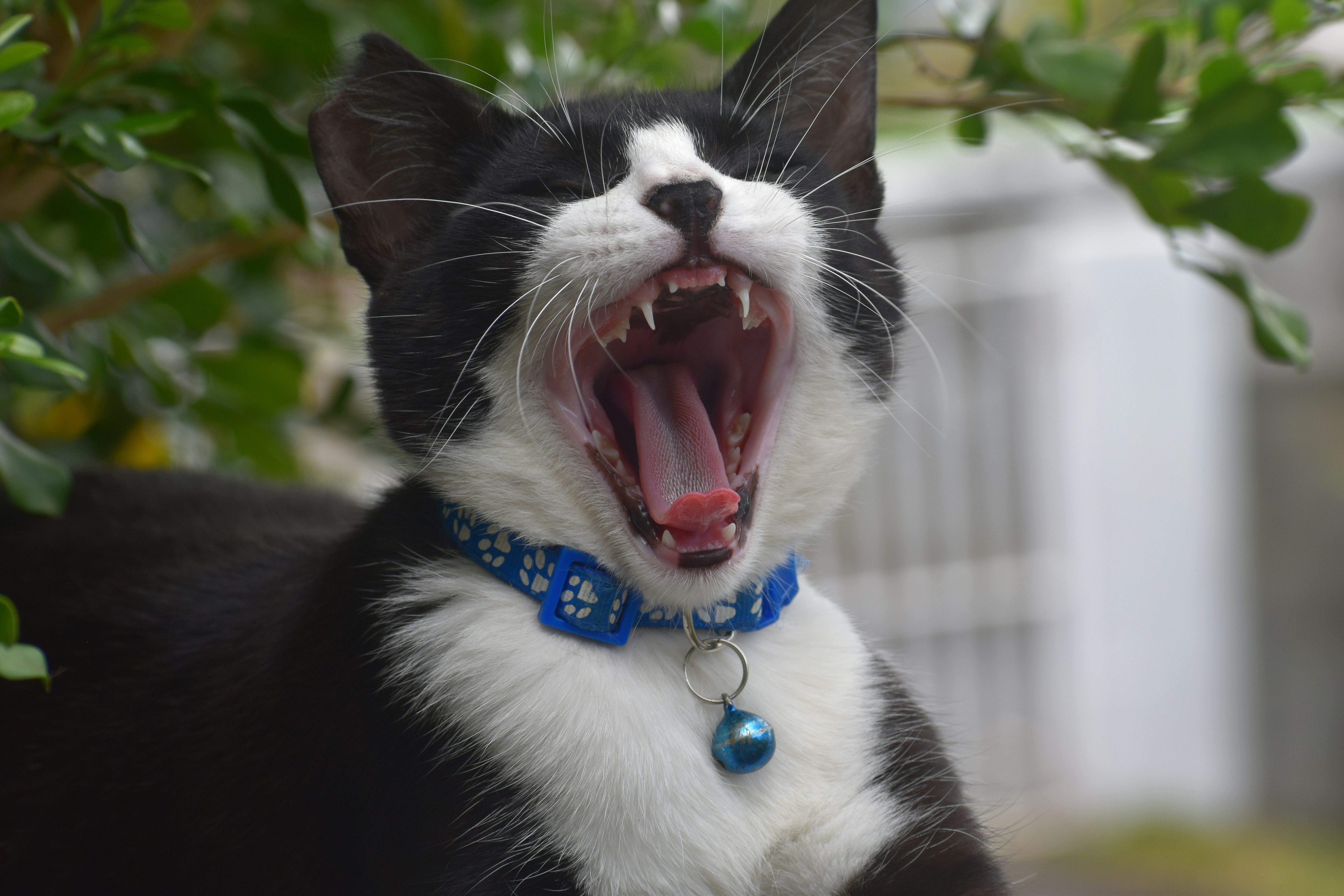 Sudden Aggression or Fearfulness (image credits: unsplash)