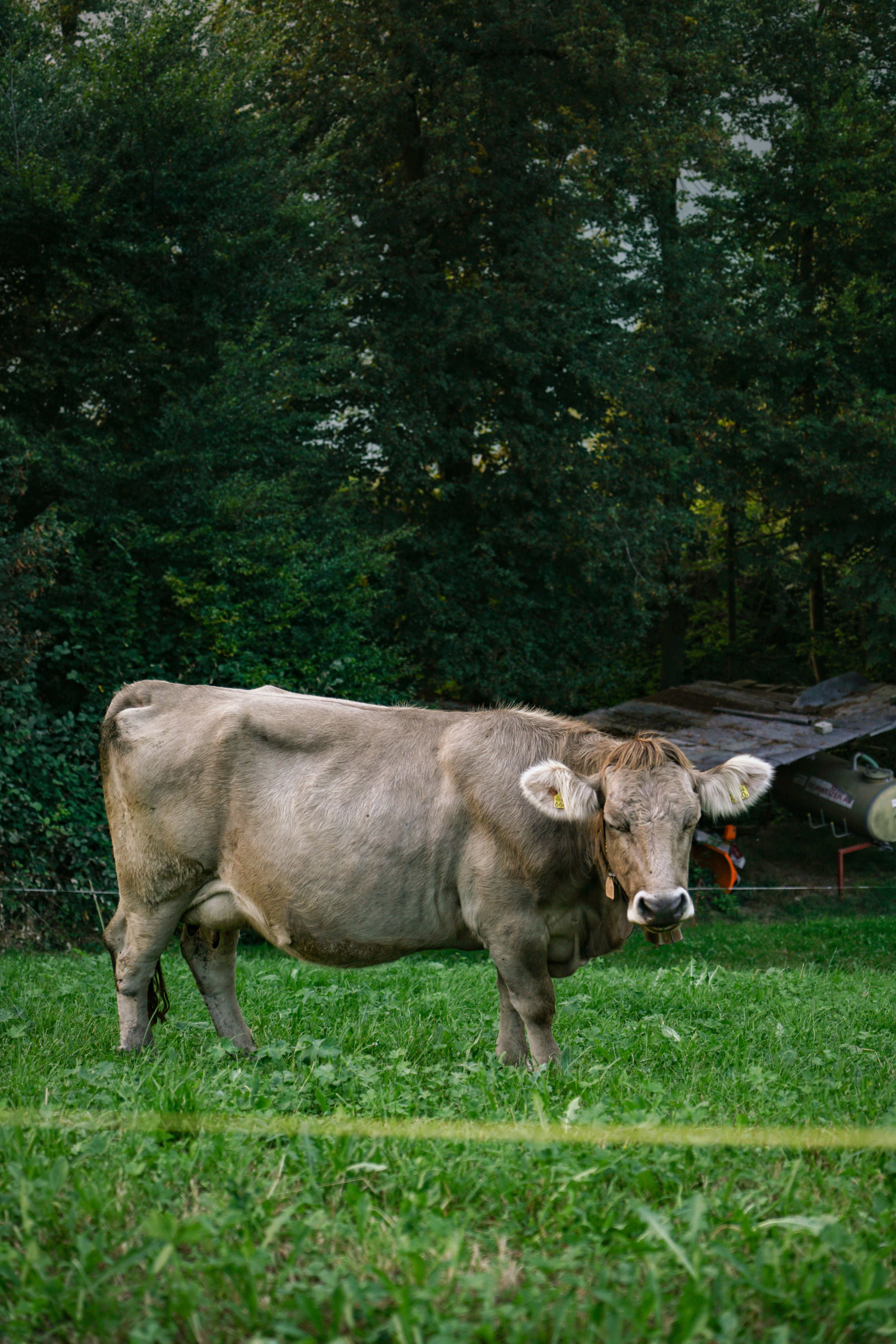A brown cow standing on top of a lush green field
