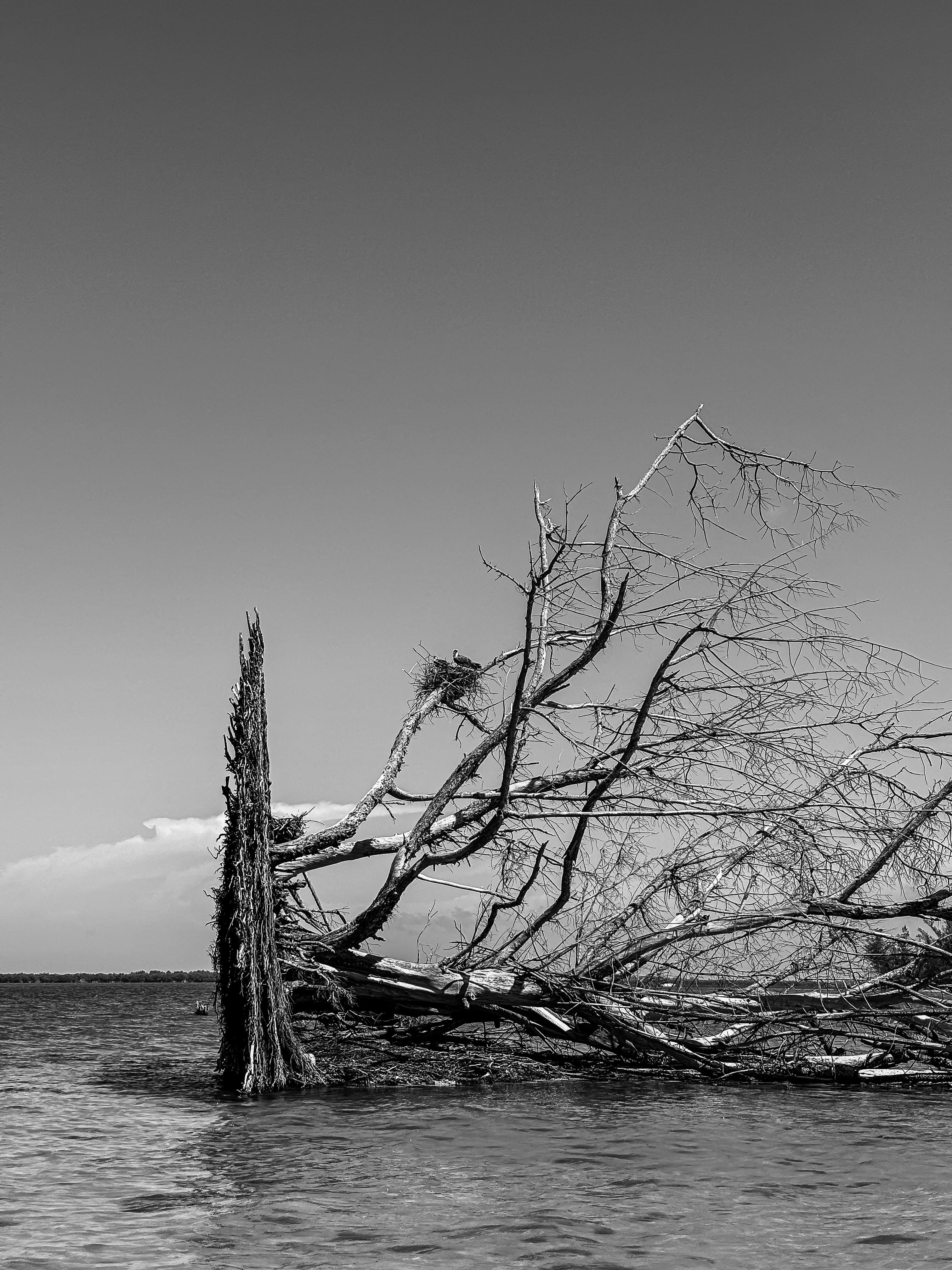 Photo by zachlez