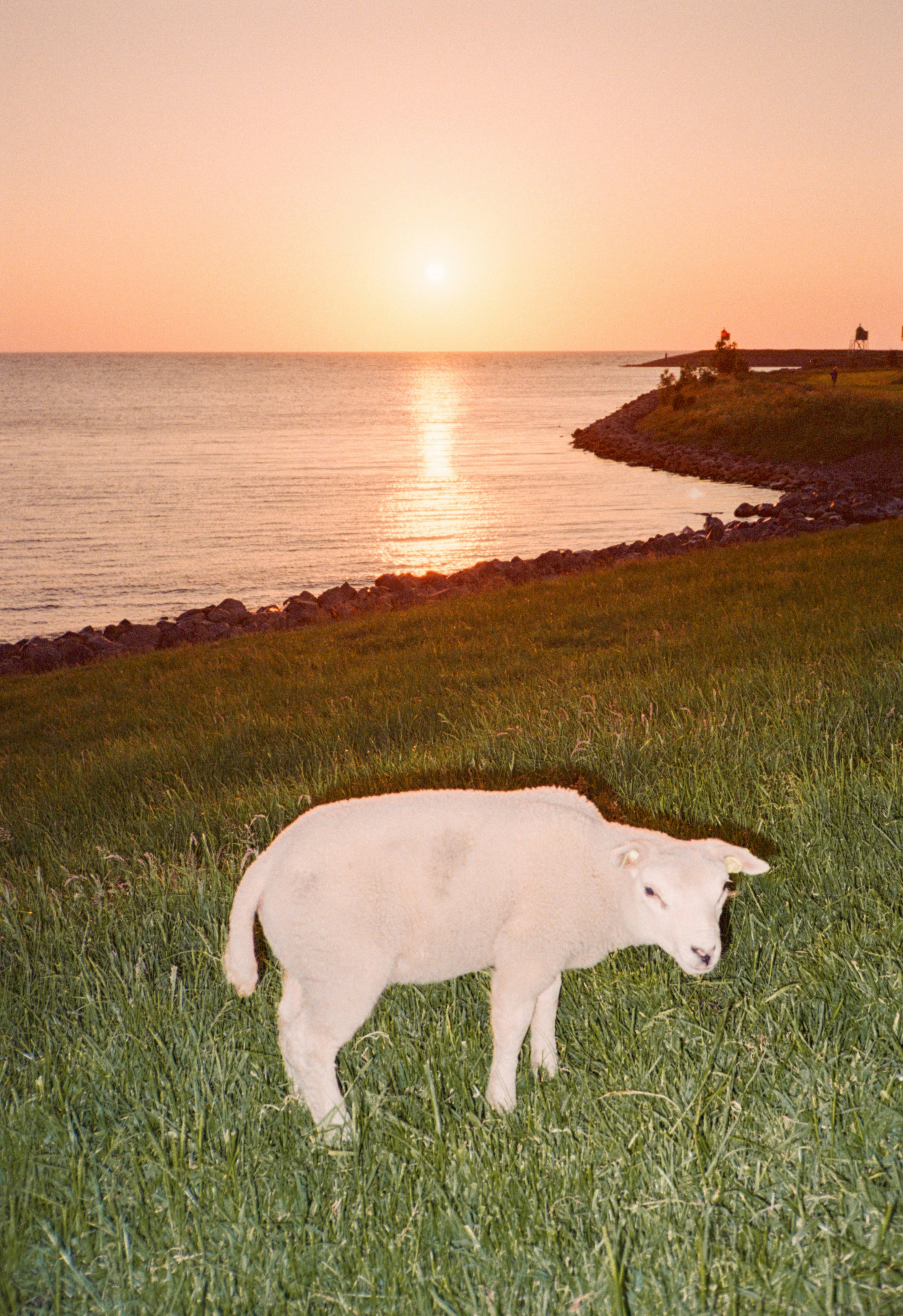 cool sheep at sunset shot on film