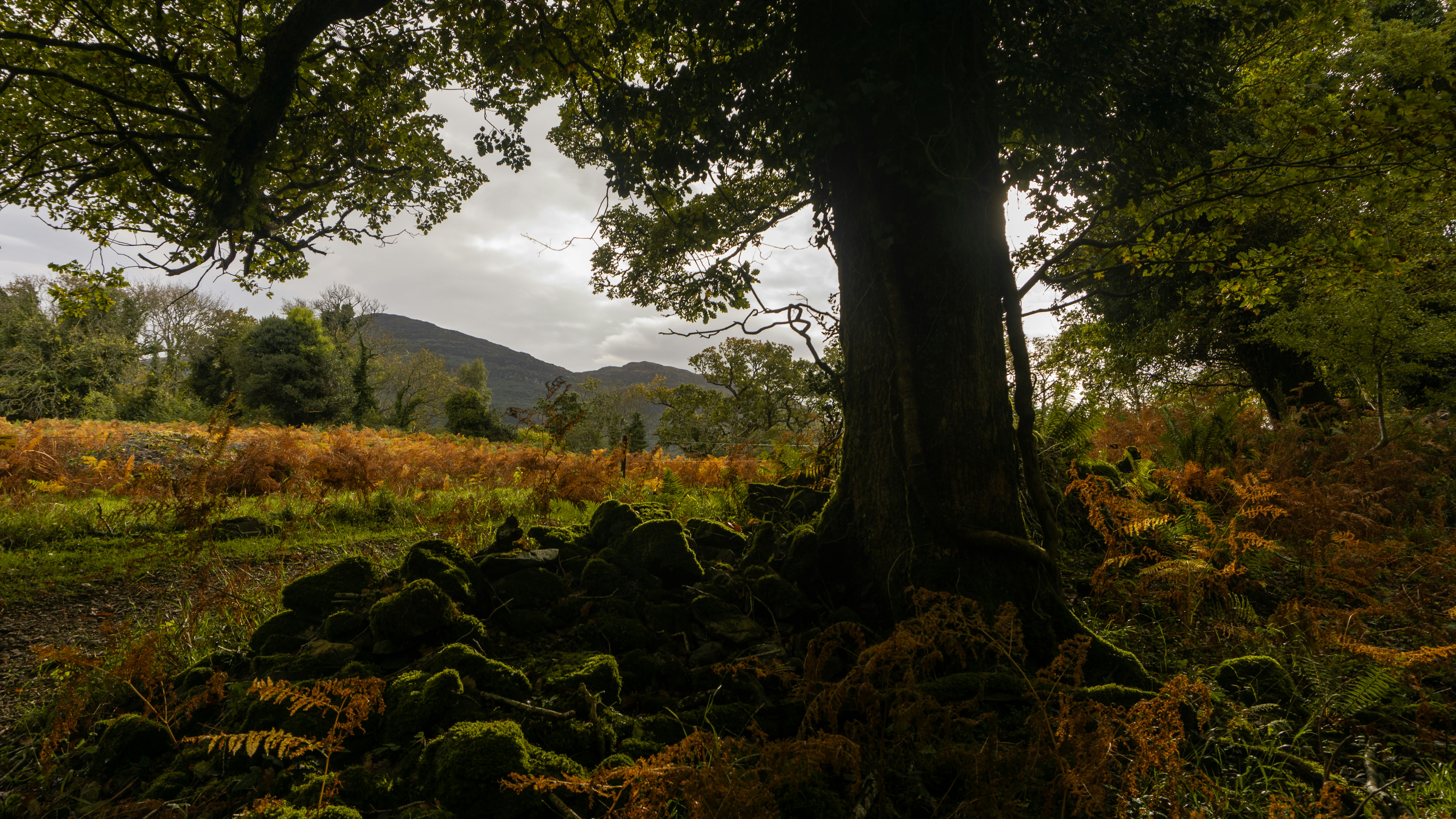 A large tree in the middle of a field