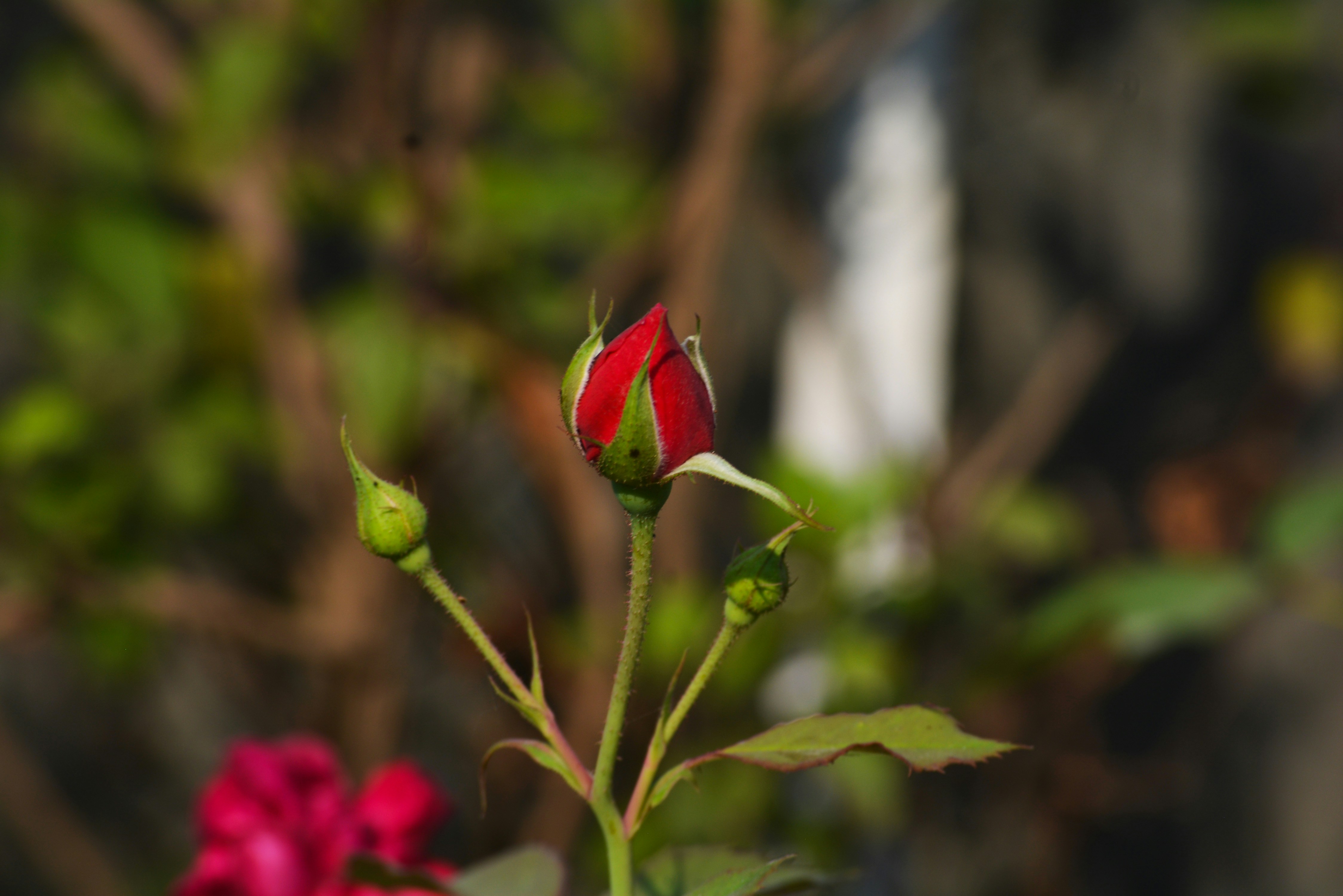 Photo by advaya_mahanot