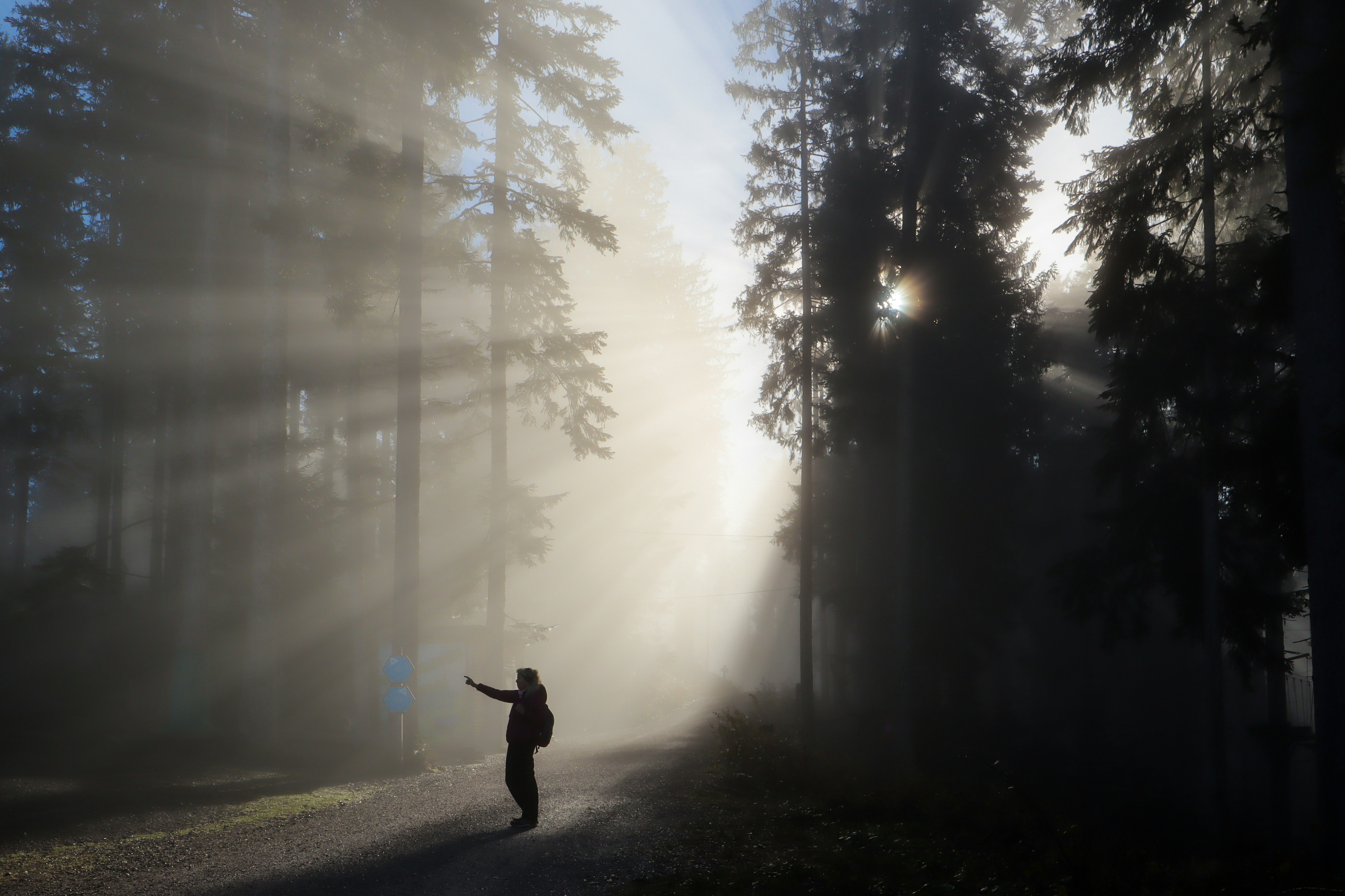 Eine Person, die an einem nebligen Tag mitten in einem Wald steht
