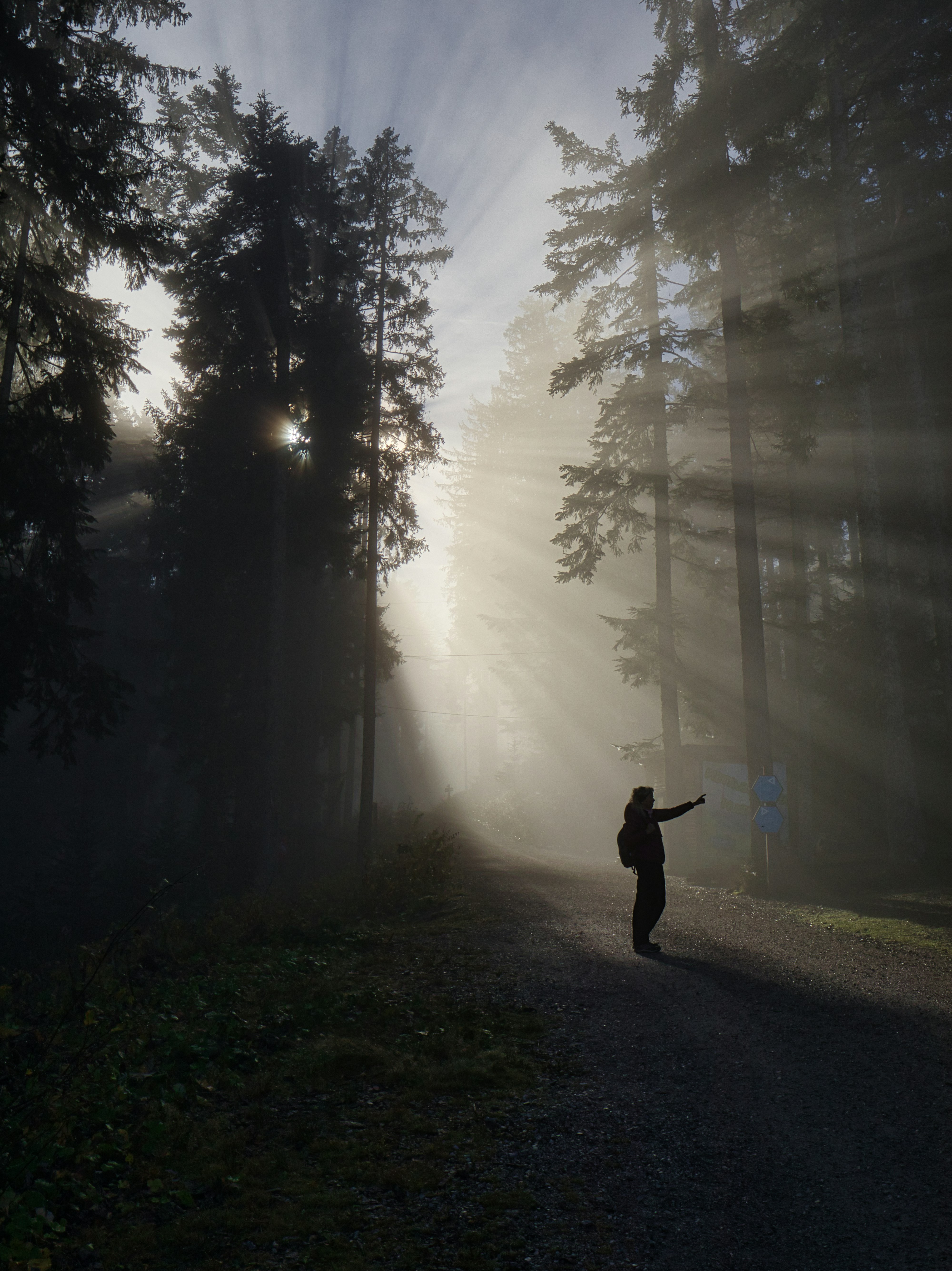 Eine Person, die auf einer Straße mitten in einem Wald steht