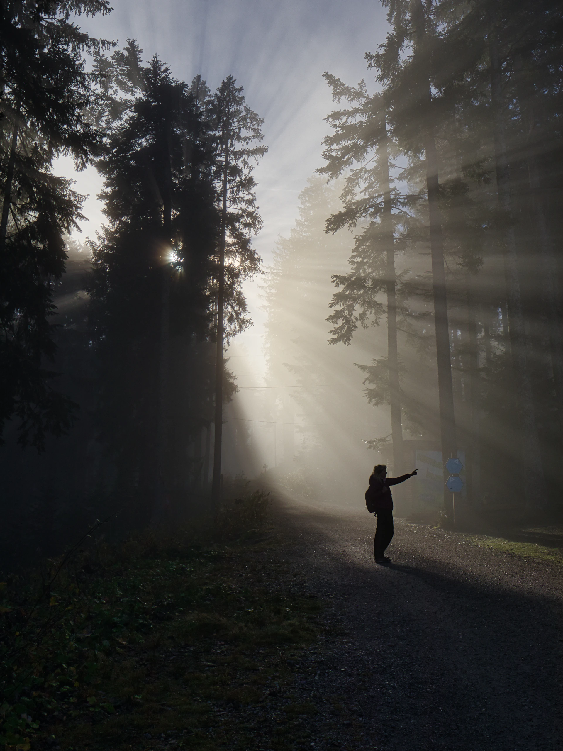 A person standing on a road in the middle of a forest