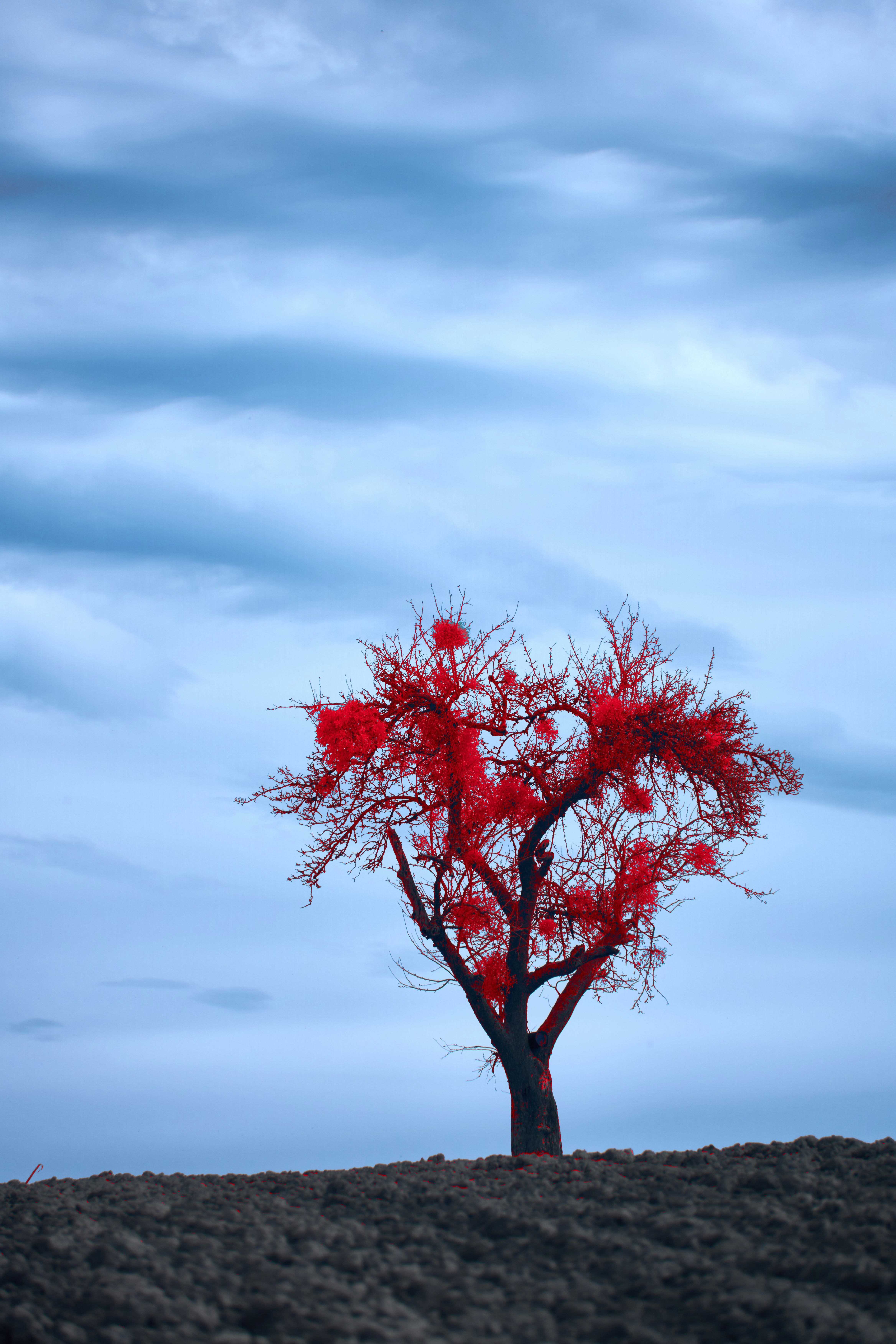 Photo by wolfgang_hasselmann