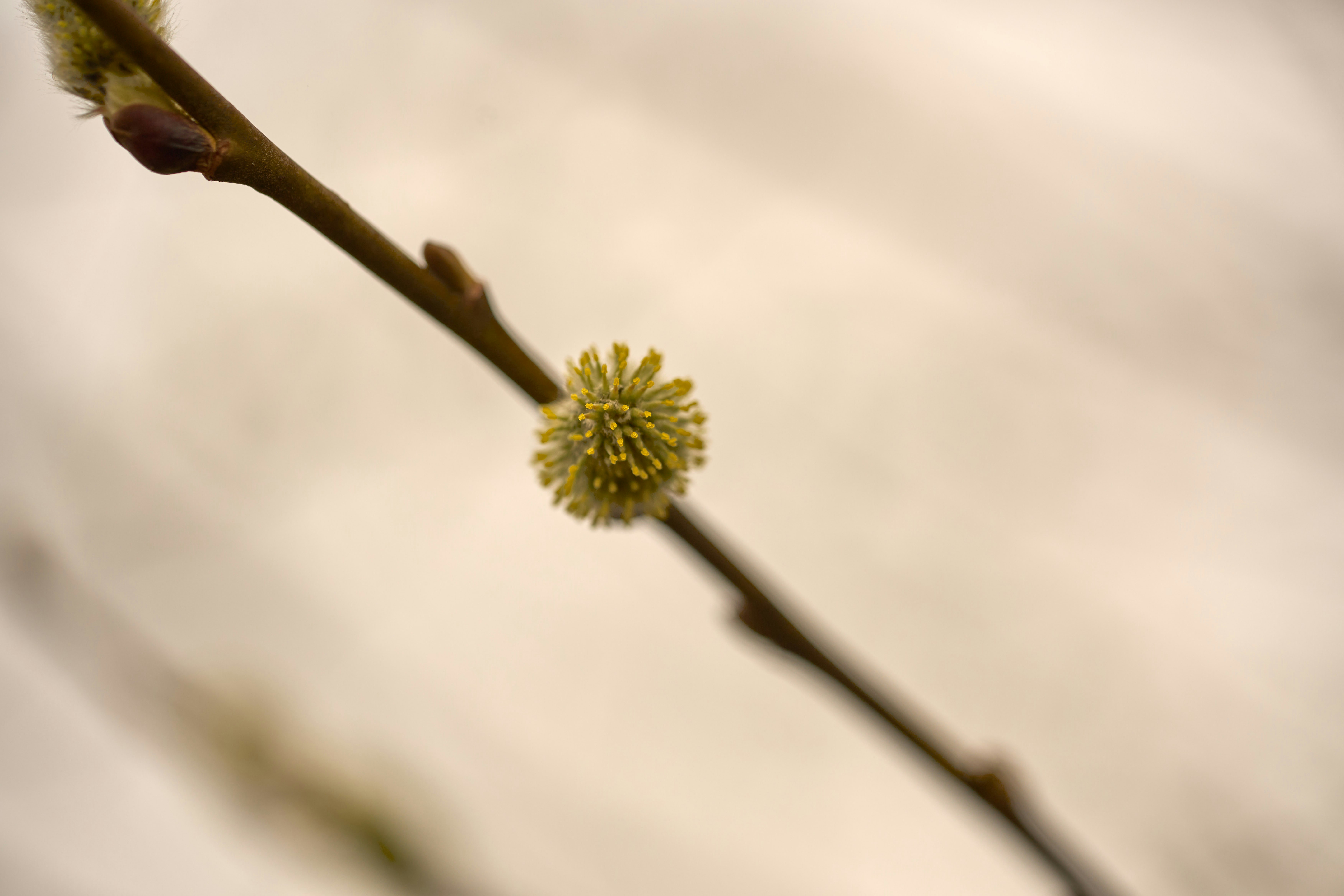 Photo by wolfgang_hasselmann