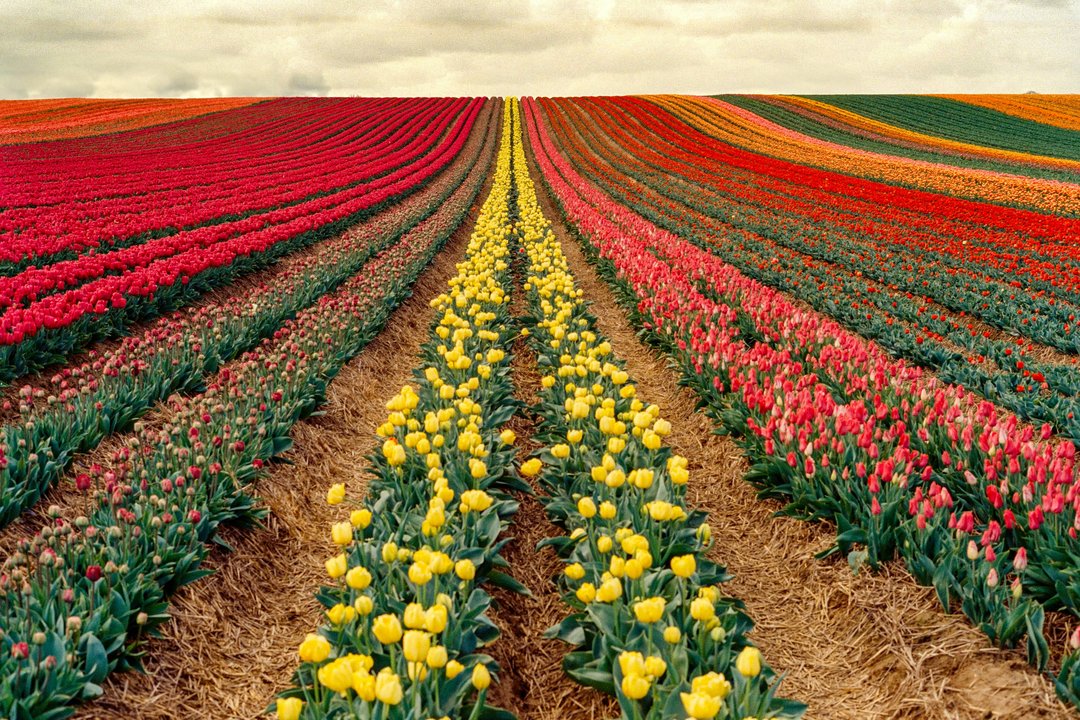 Afbeelding van Nederland